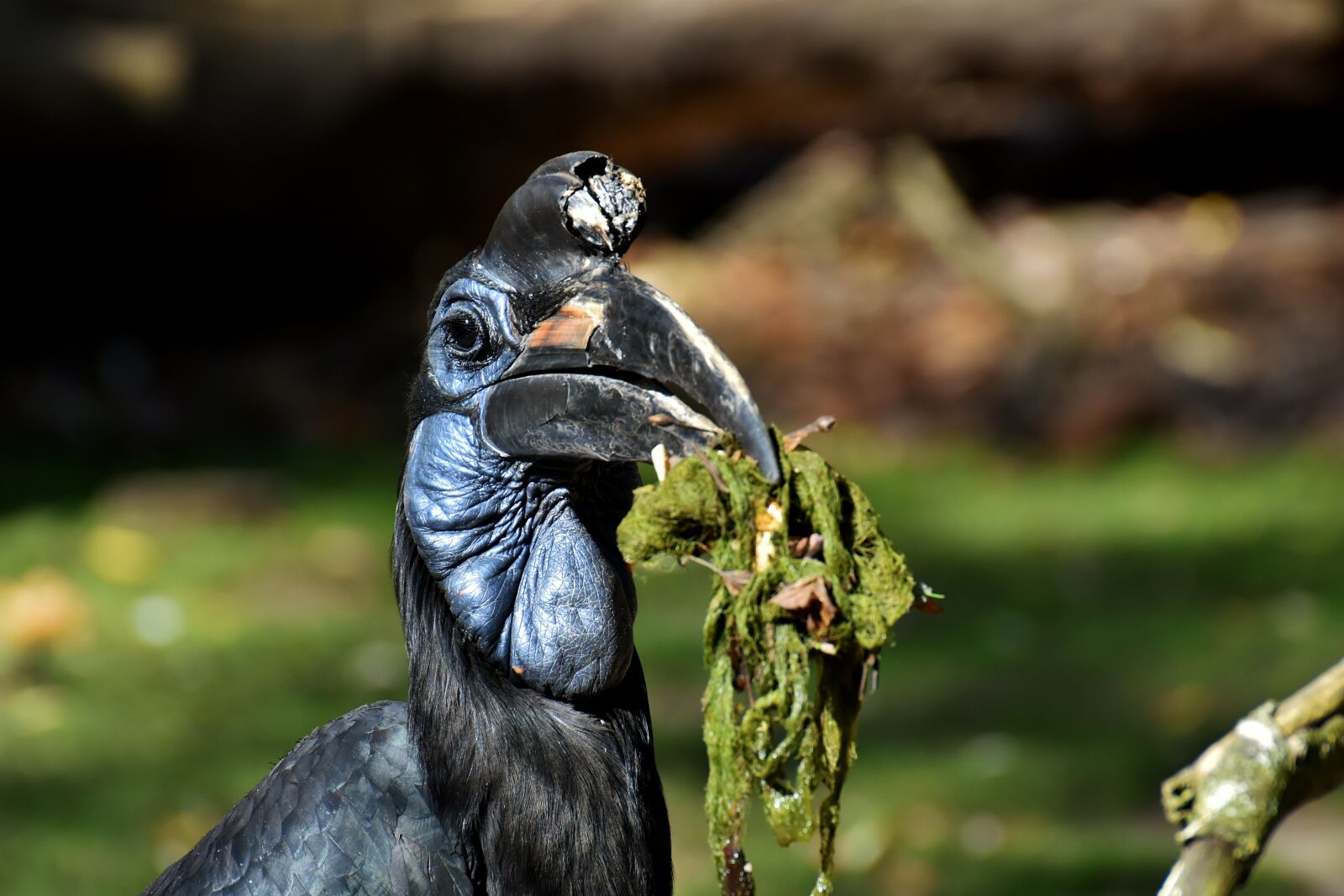 Nikon D7200 sample photo. Ground-hornbill, bird, feather photography