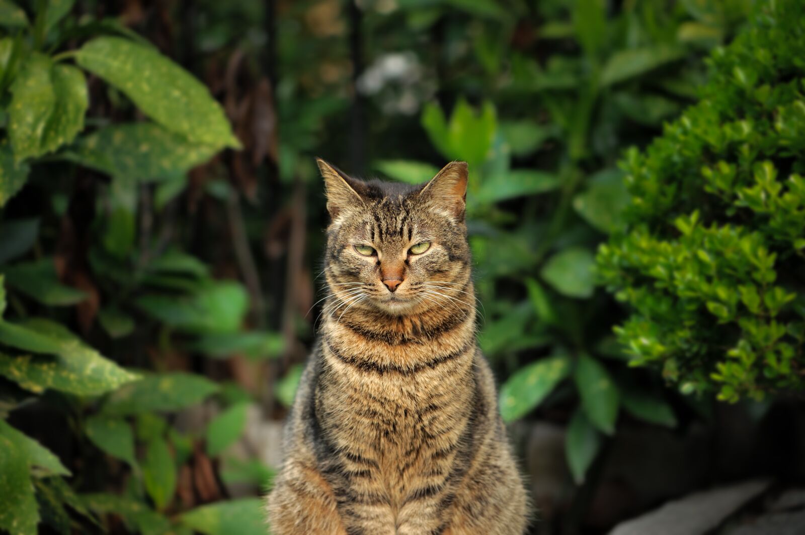 Nikon D700 sample photo. Funny cat, pet, cat photography