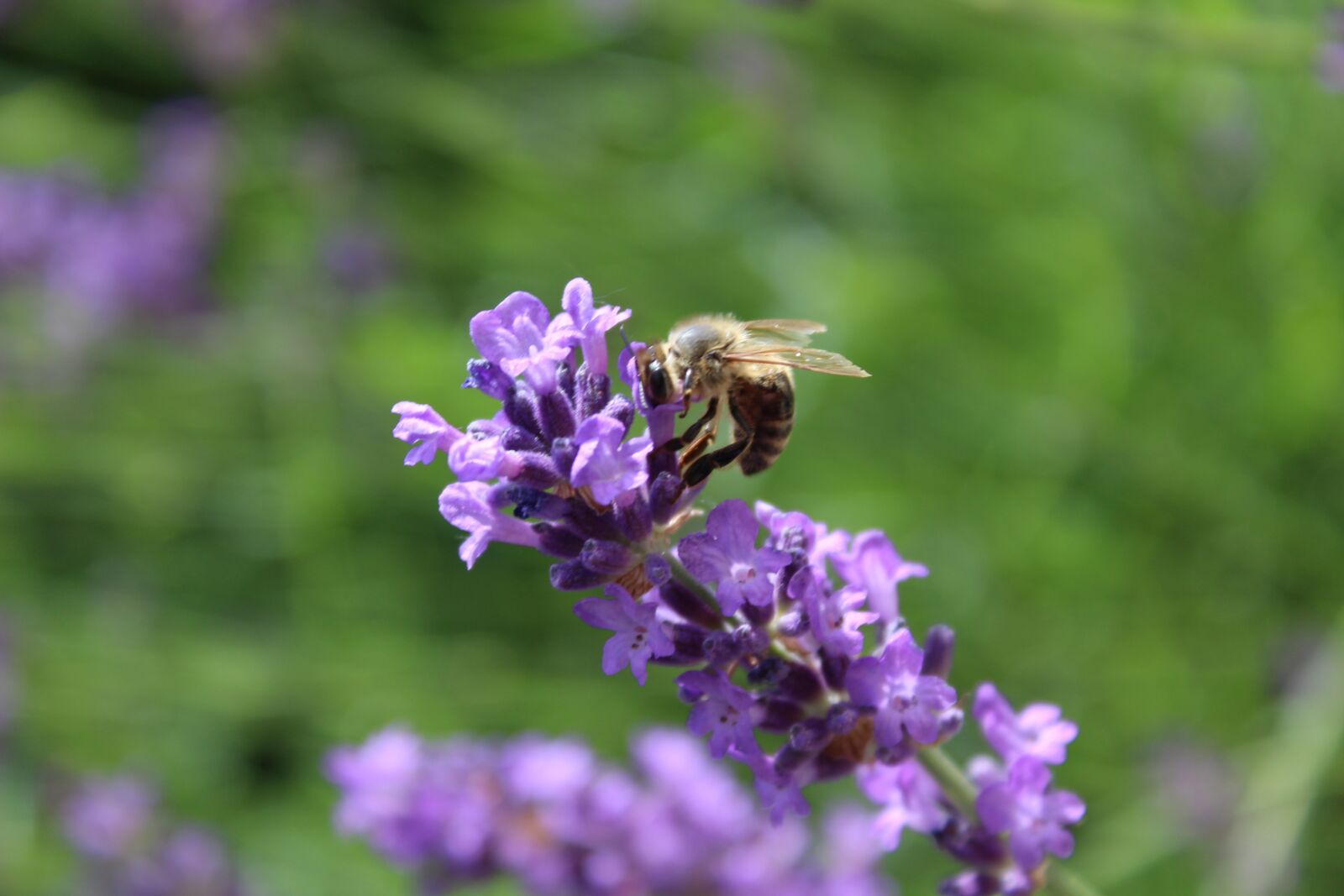 Canon EOS 1300D (EOS Rebel T6 / EOS Kiss X80) sample photo. Lavender, bee, insect photography