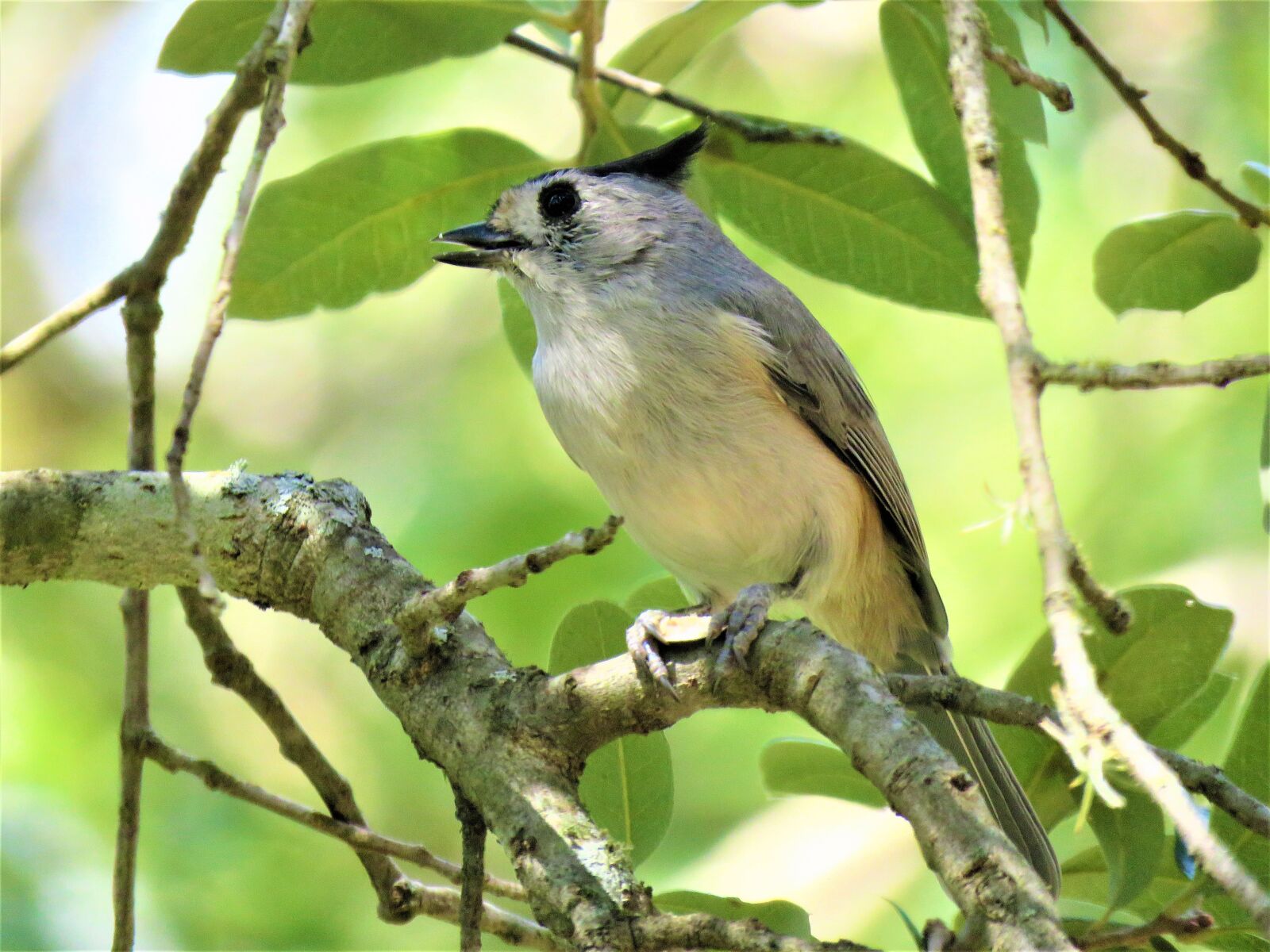 Canon PowerShot SX60 HS sample photo. Bird, wildlife, tree photography