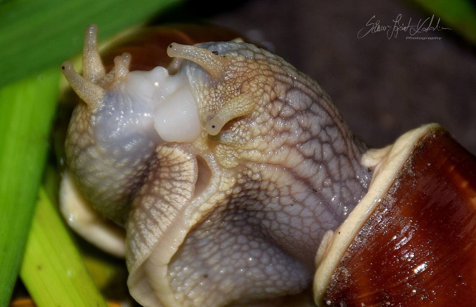Nikon D3300 sample photo. Csiga, p rosod s photography