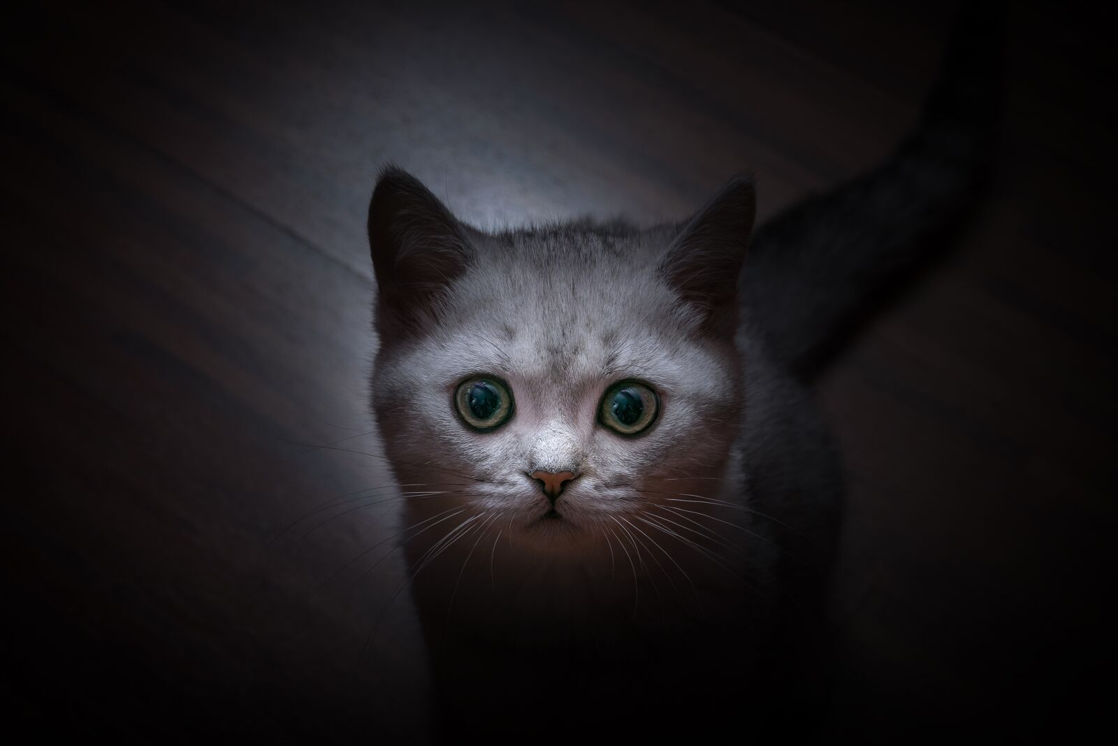 Nikon D5300 sample photo. British shorthair, cat, domestic photography
