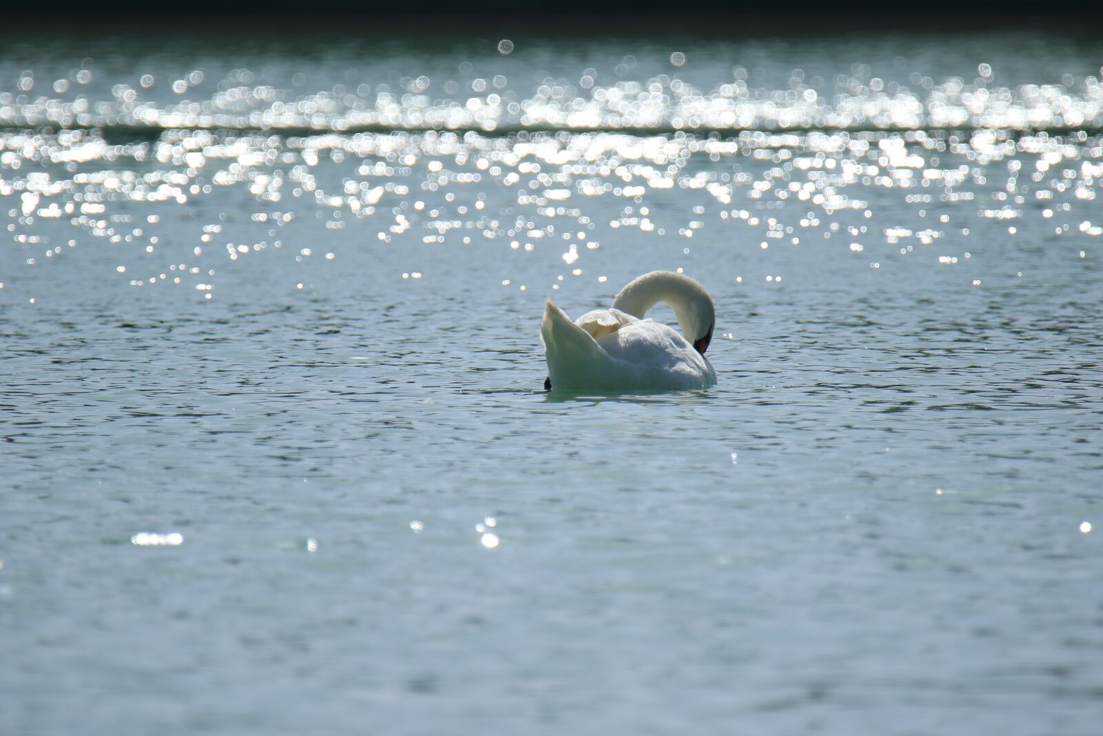 Canon EOS 7D Mark II sample photo. Swan, white, lake photography