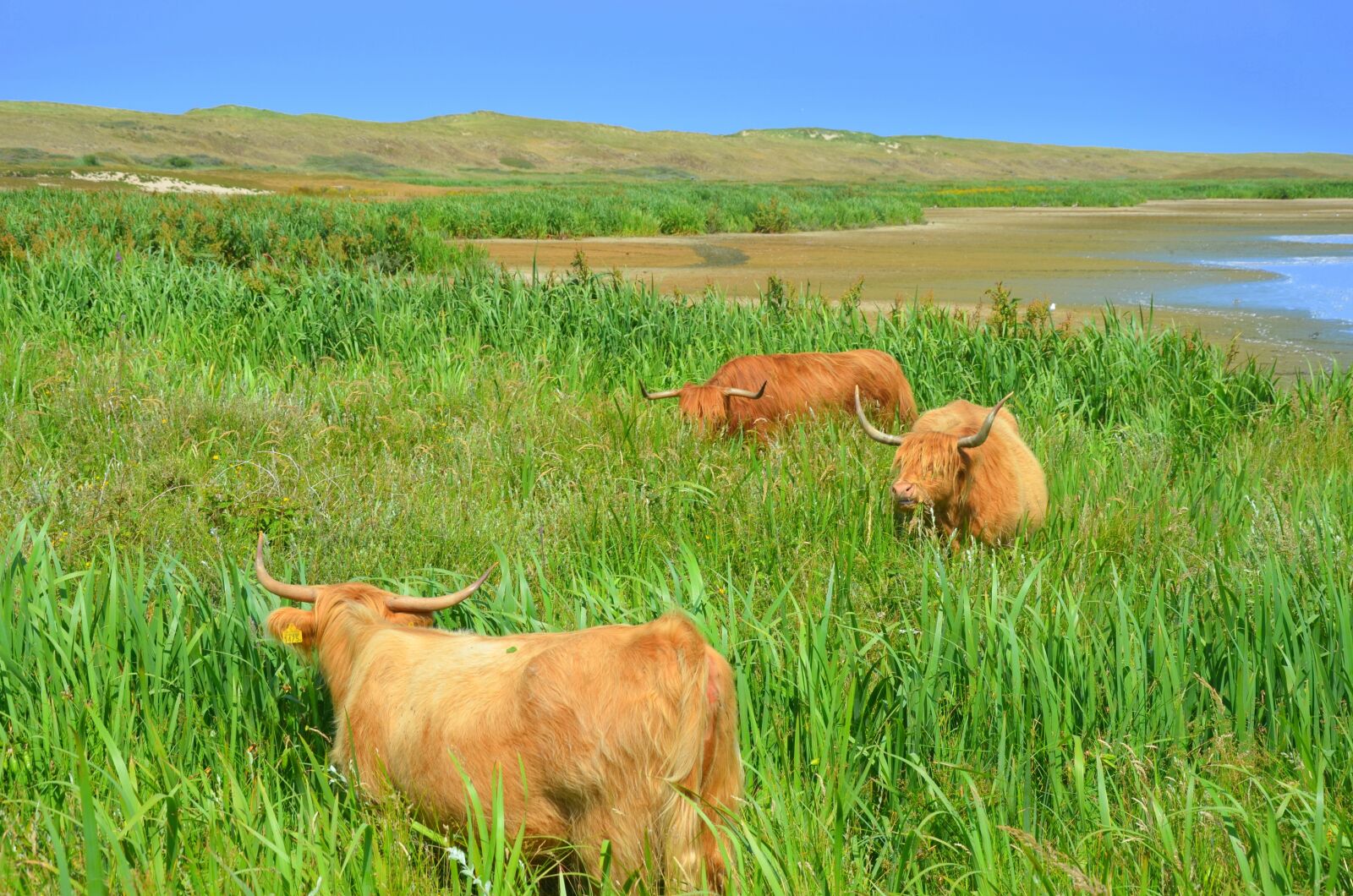 Nikon D5100 sample photo. Beef, cow, landscape photography