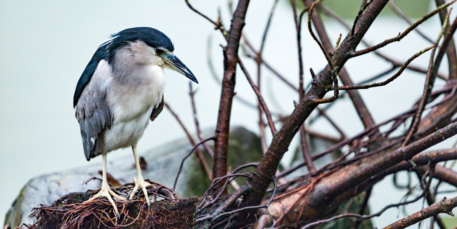Canon EF 70-200mm F2.8L USM sample photo. Bird, water, nature photography