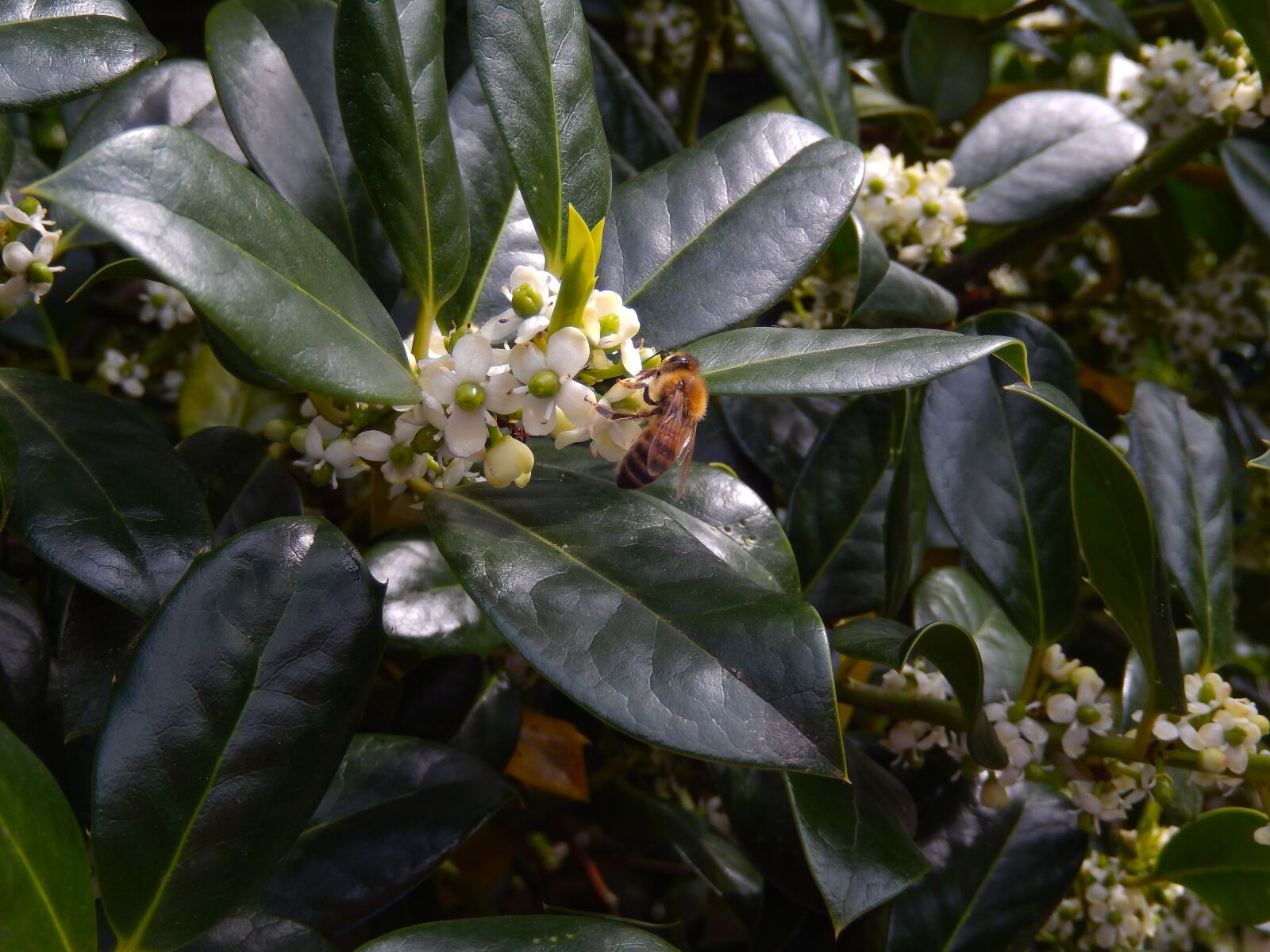 Nikon Coolpix S9500 sample photo. Ilex aquifolium, wild bee photography