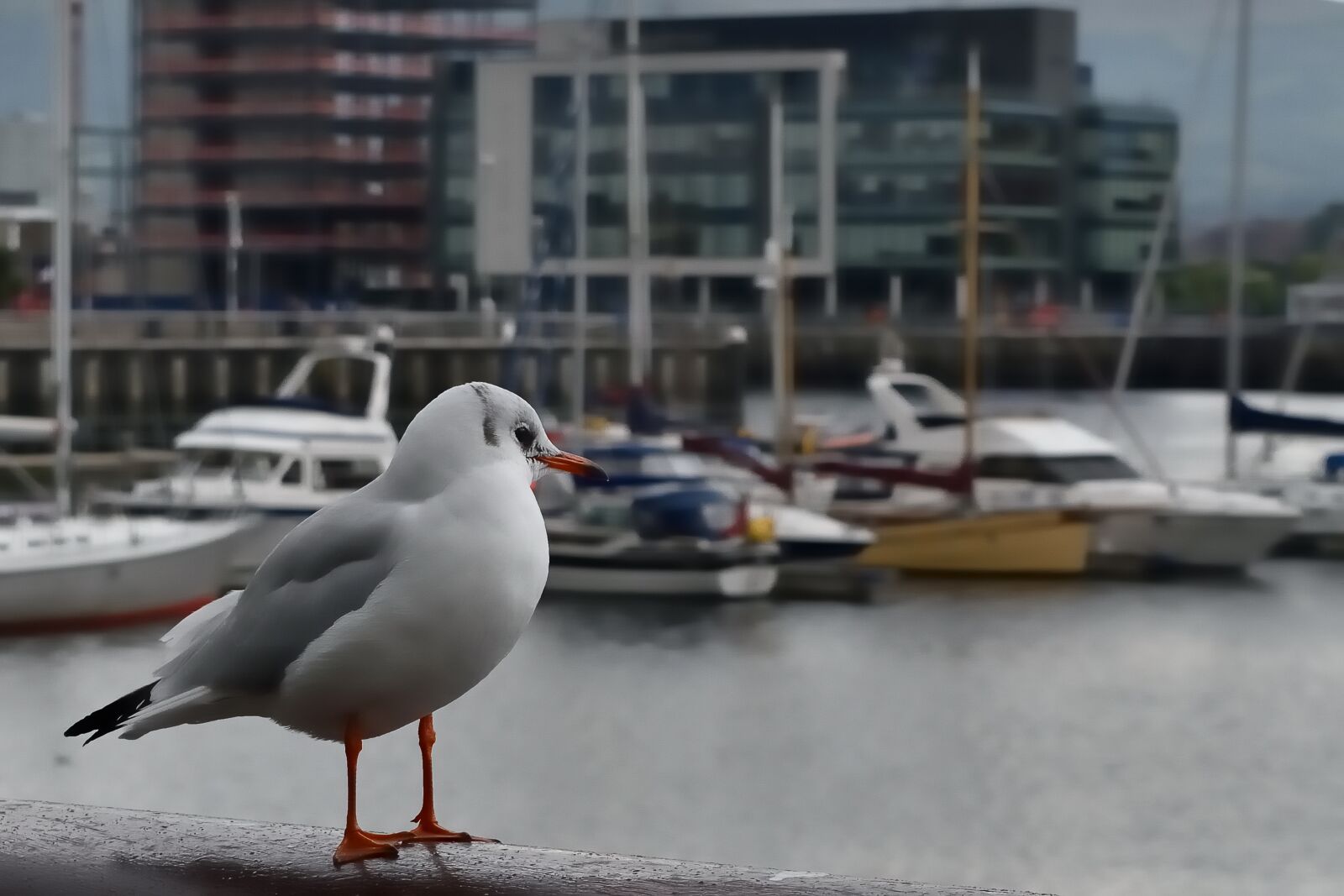 Nikon D5500 sample photo. Seagull, haven, port of photography