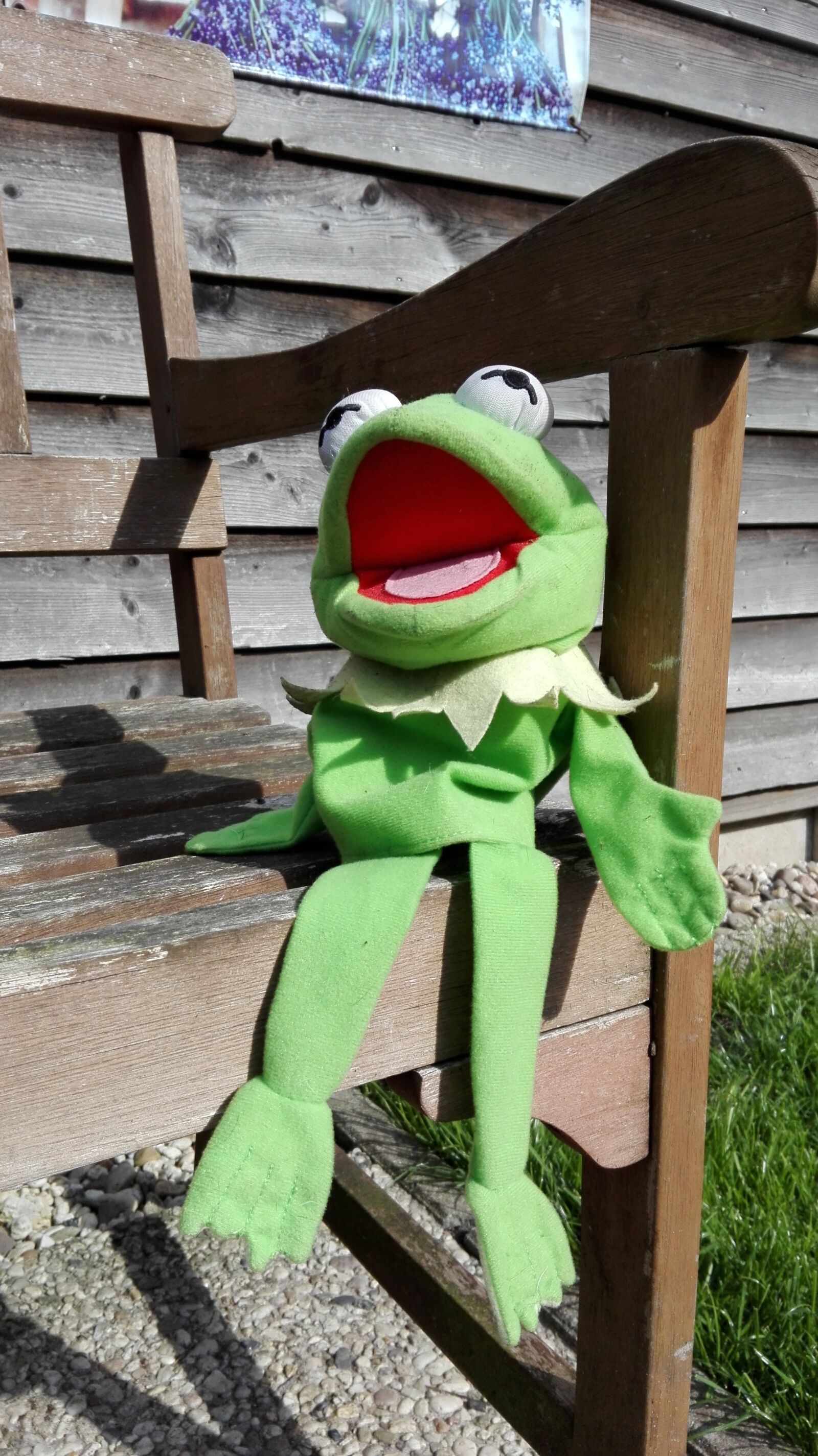 HUAWEI P8 Lite sample photo. Frog, singing, pop photography