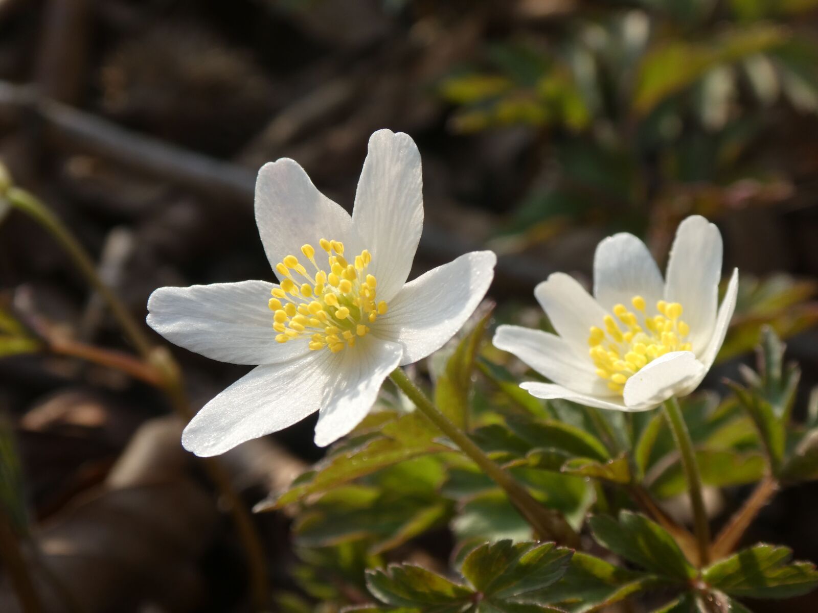 Panasonic DC-TZ91 sample photo. Wood anemone, spring, flower photography