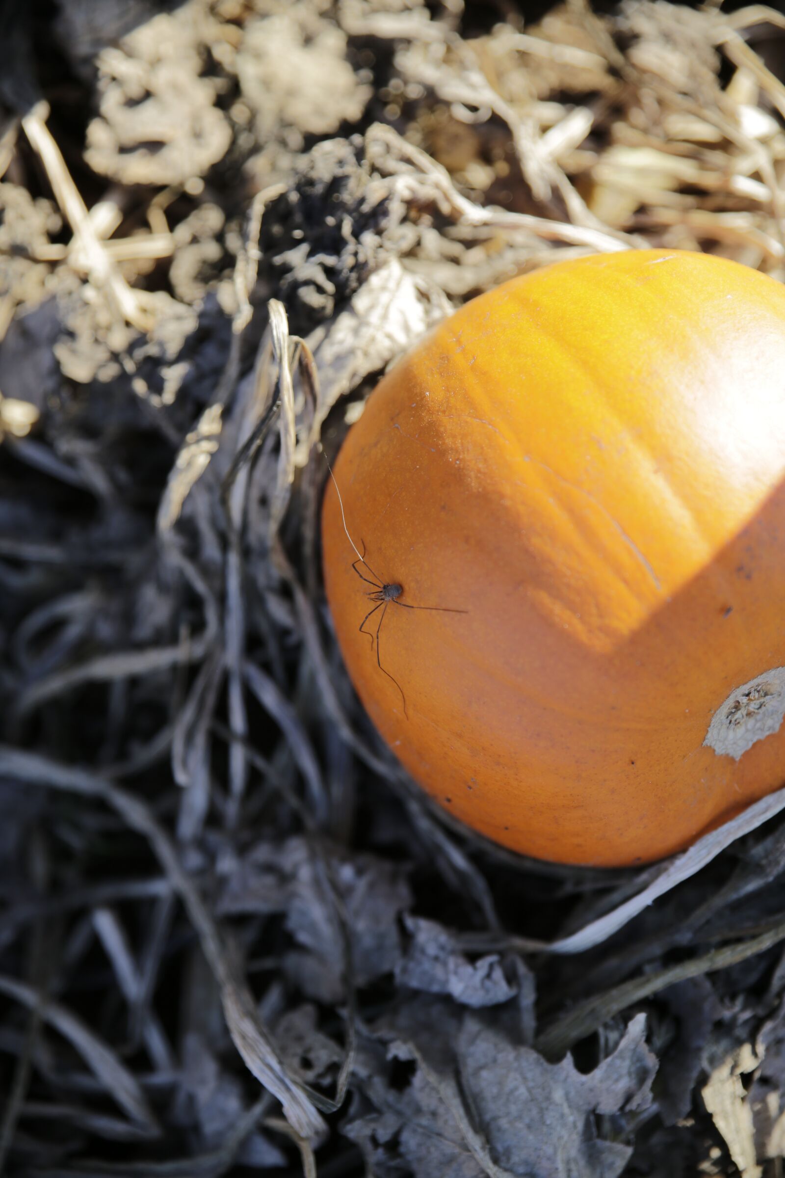 Canon EOS 5D Mark III sample photo. Pumpkin, spider, farm photography