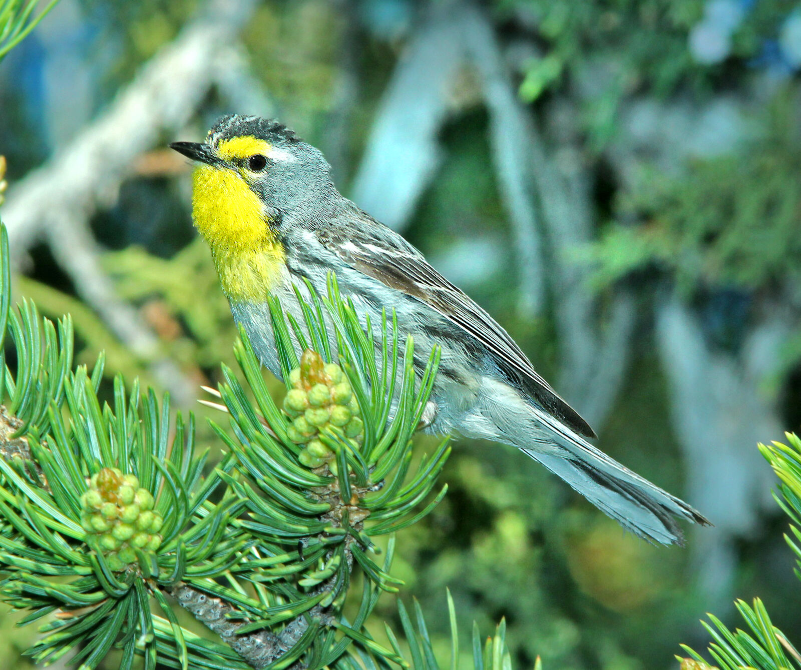 Canon EF 300mm F4L IS USM sample photo