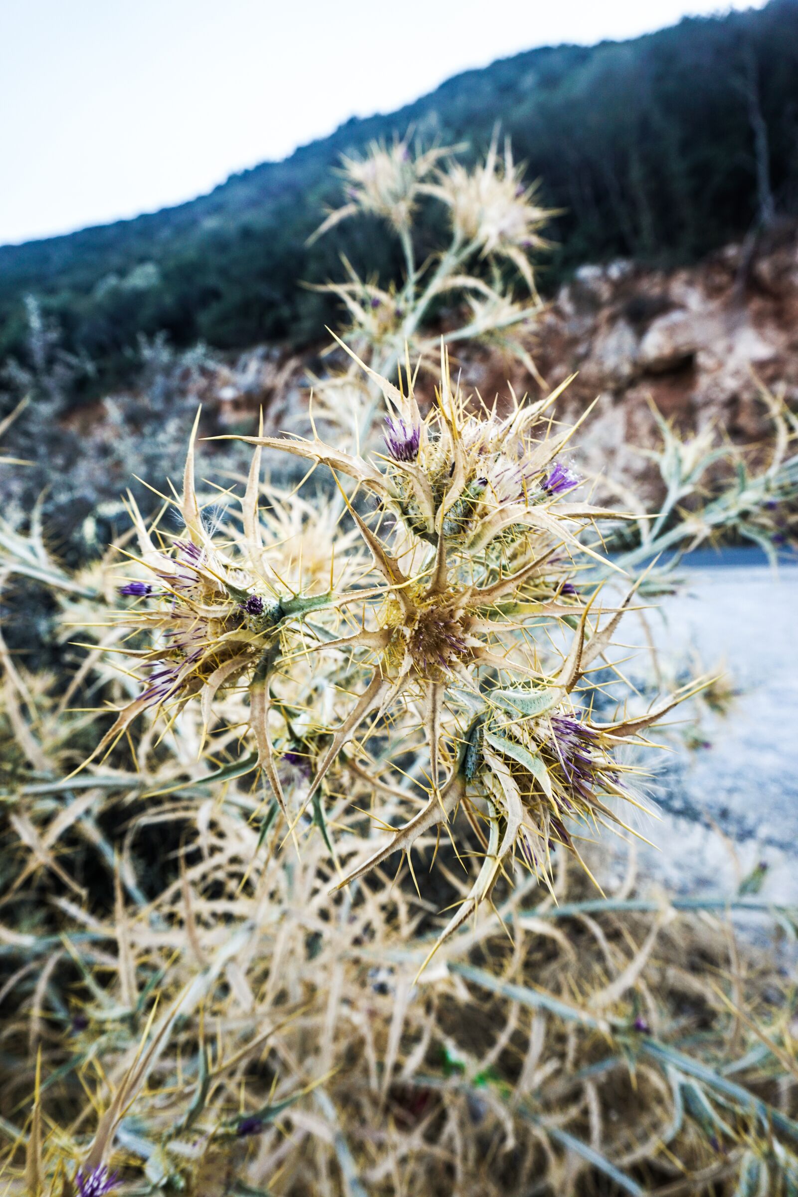 Sony a6000 sample photo. Thistle, dry, prickly photography
