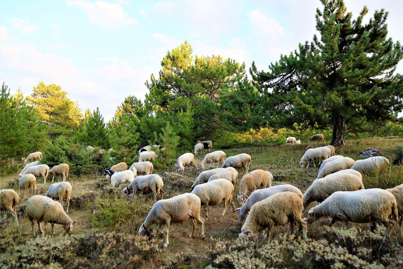 Canon EOS 5D Mark III sample photo. Sheeps, herd, nature photography