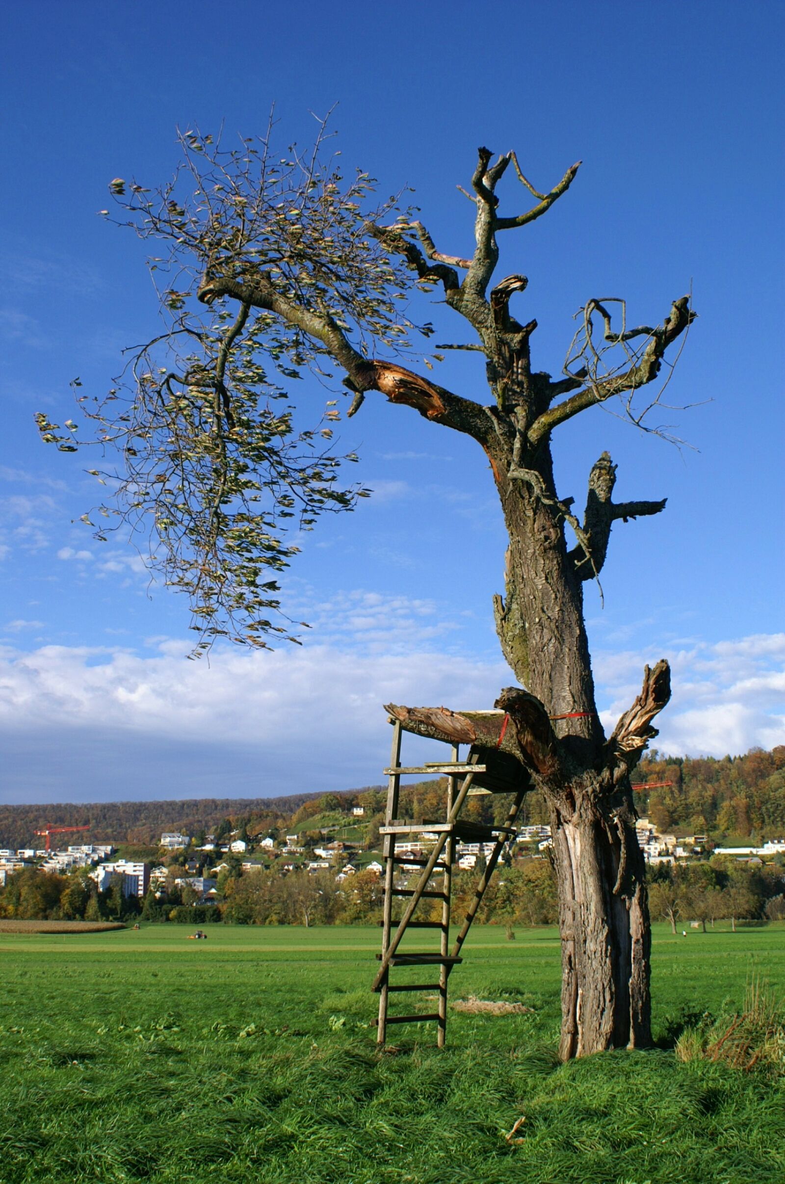KONICA MINOLTA DYNAX 5D sample photo. Tree, perch, nature photography