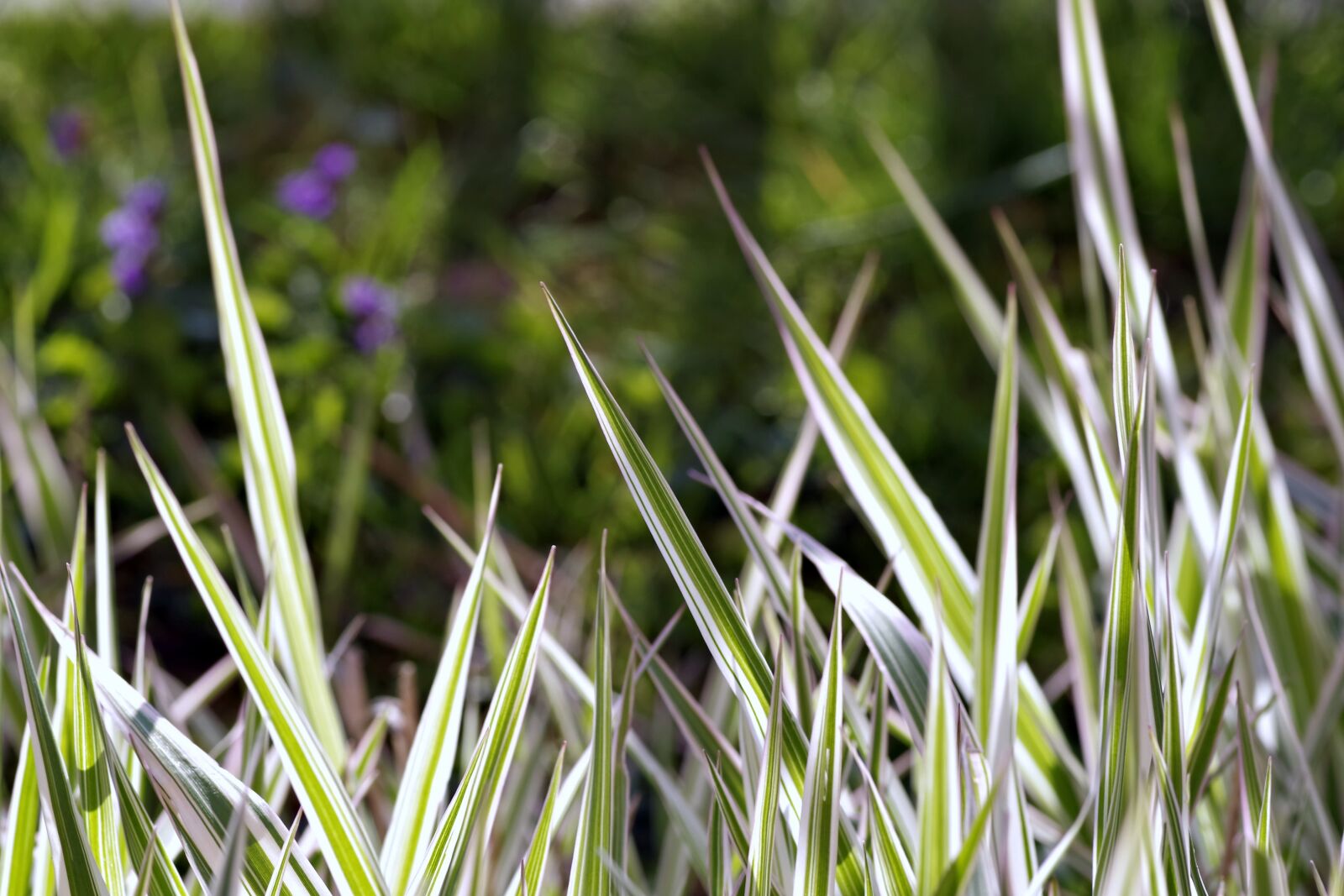 Pentax K-S2 sample photo. Grass, tiger, strips photography