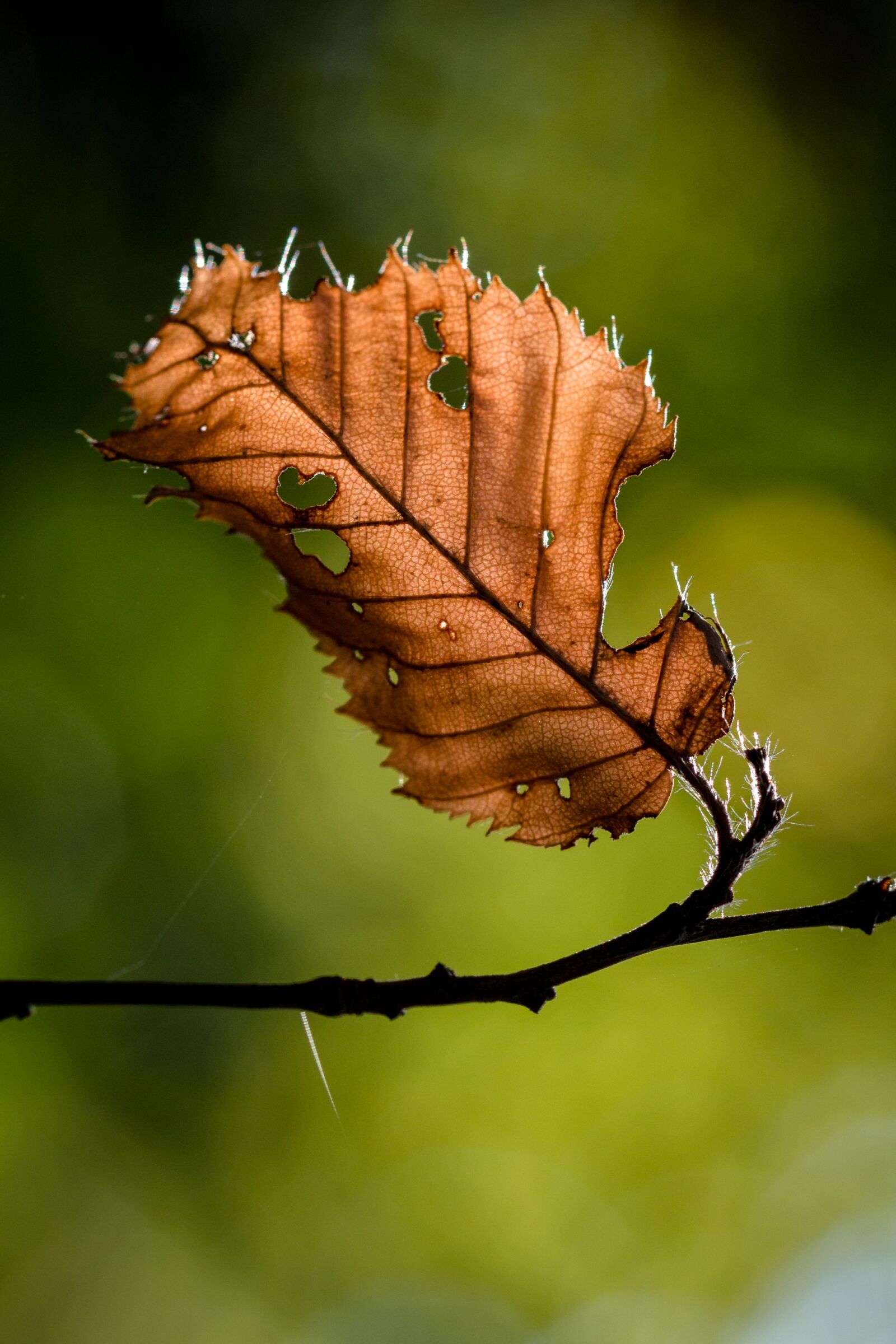 Canon EOS 70D sample photo. Leaf, autumn, leaves photography