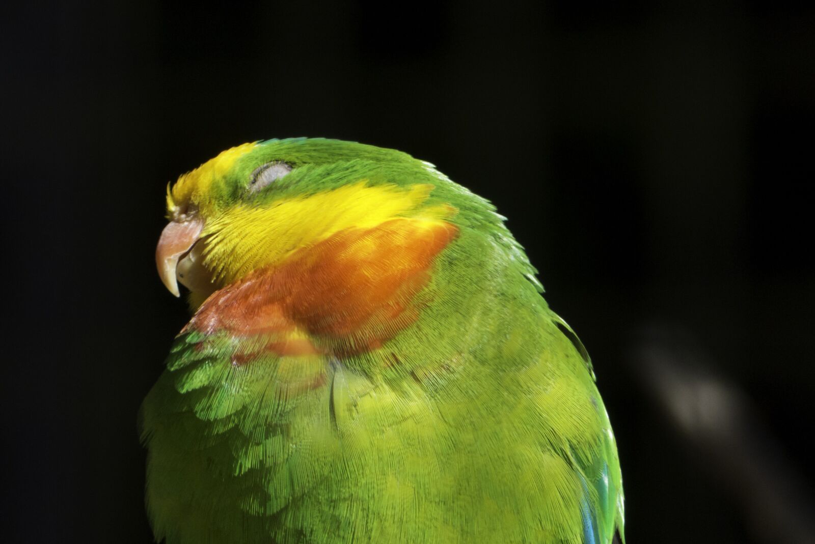 Panasonic Lumix DMC-FZ200 sample photo. Birds, colored feathers, nature photography