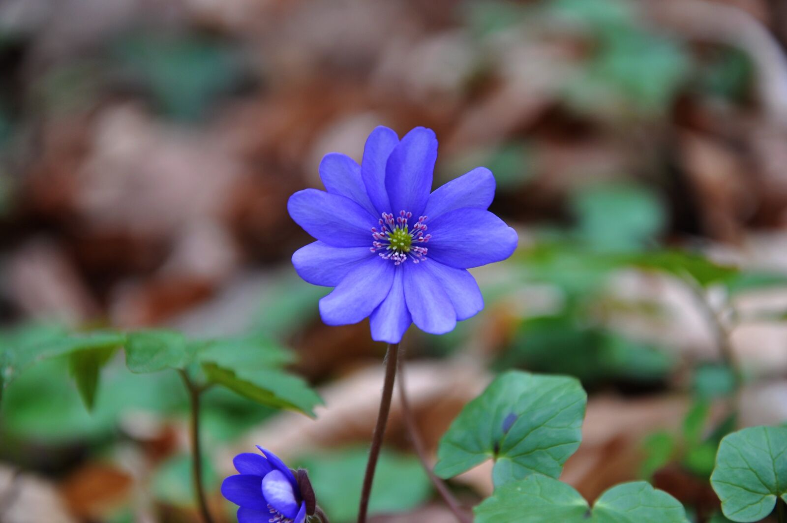 Nikon D90 sample photo. Hepatica nobilis, spring, blue photography