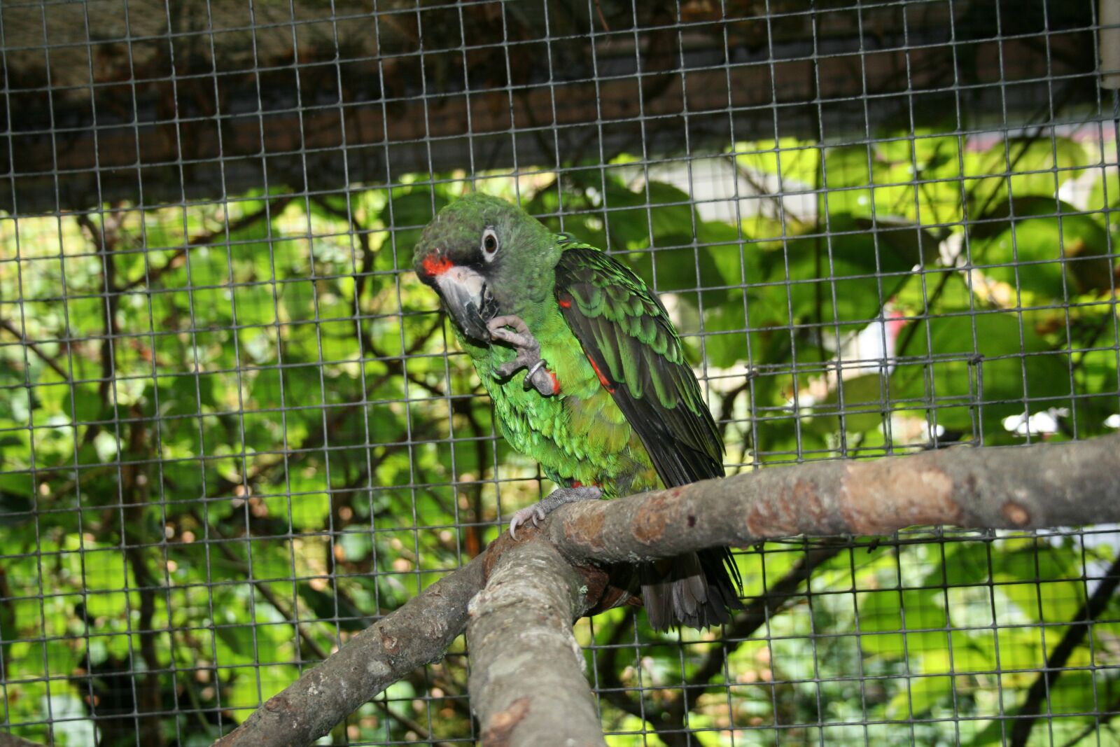 Canon EOS 400D (EOS Digital Rebel XTi / EOS Kiss Digital X) sample photo. Jardine's parrot, bird, parrot photography