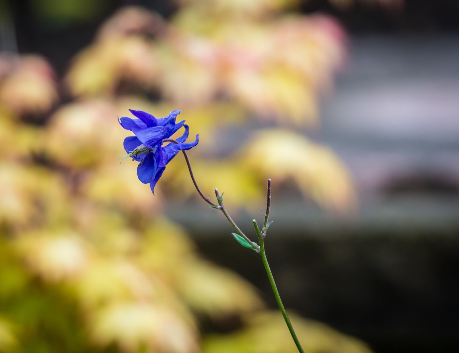 Nikon D7200 sample photo. Flower, flora, blossom photography