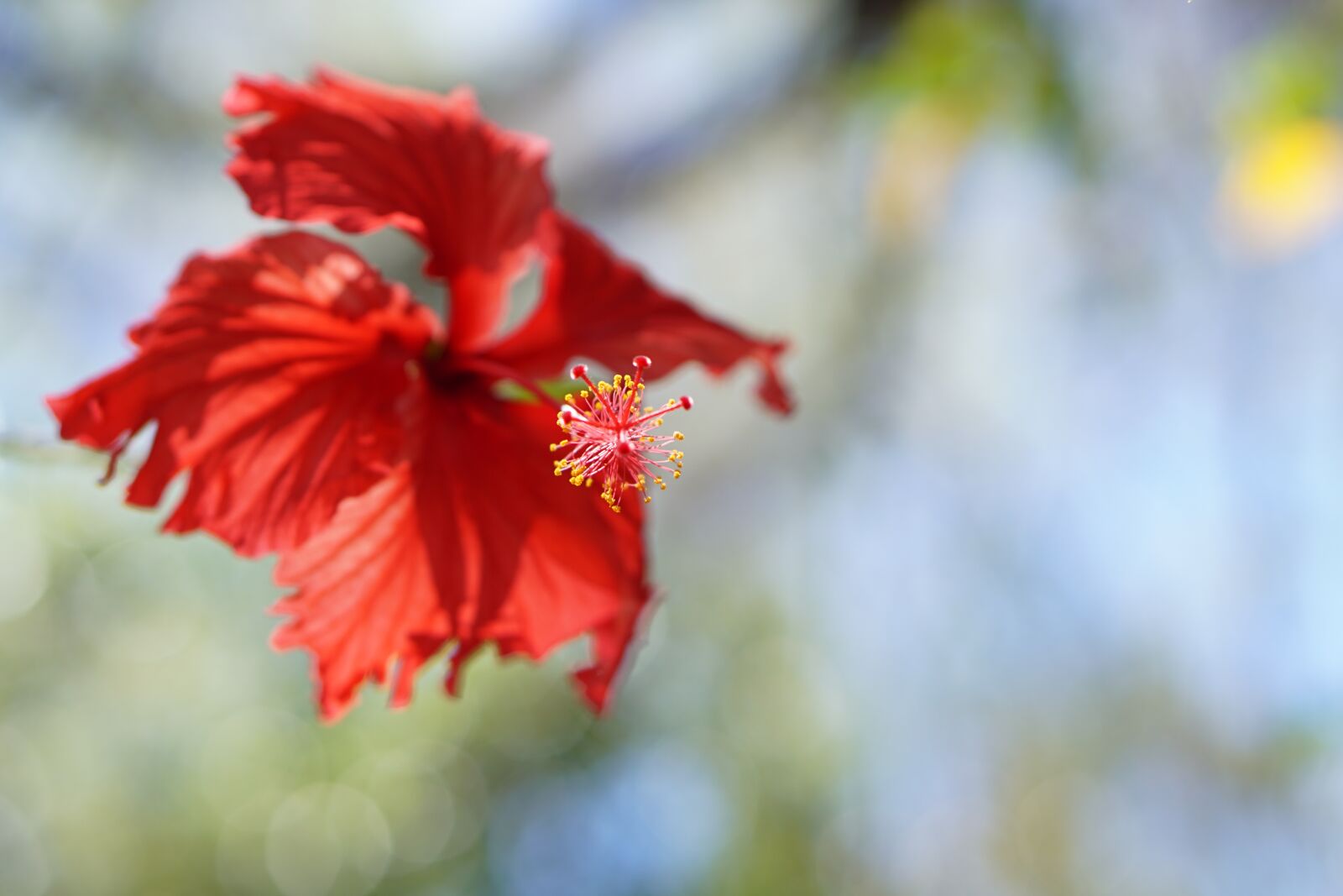 E 50mm F1.8 OSS sample photo. Nature, flower, flora photography