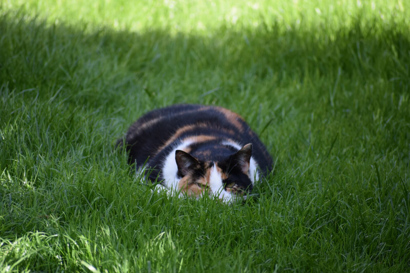 Nikon D5300 sample photo. Cat, grass, cats photography
