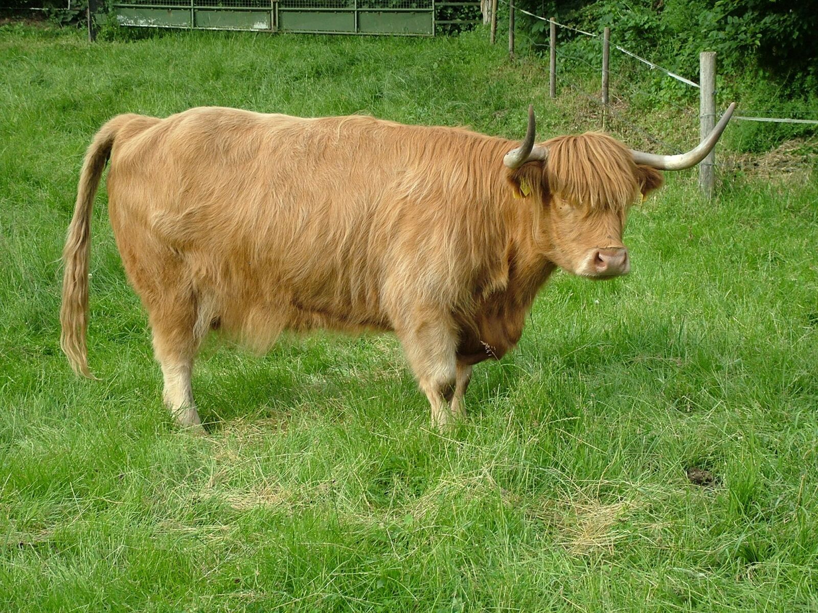 Fujifilm FinePix S7000 sample photo. Highlands, beef, cattle photography