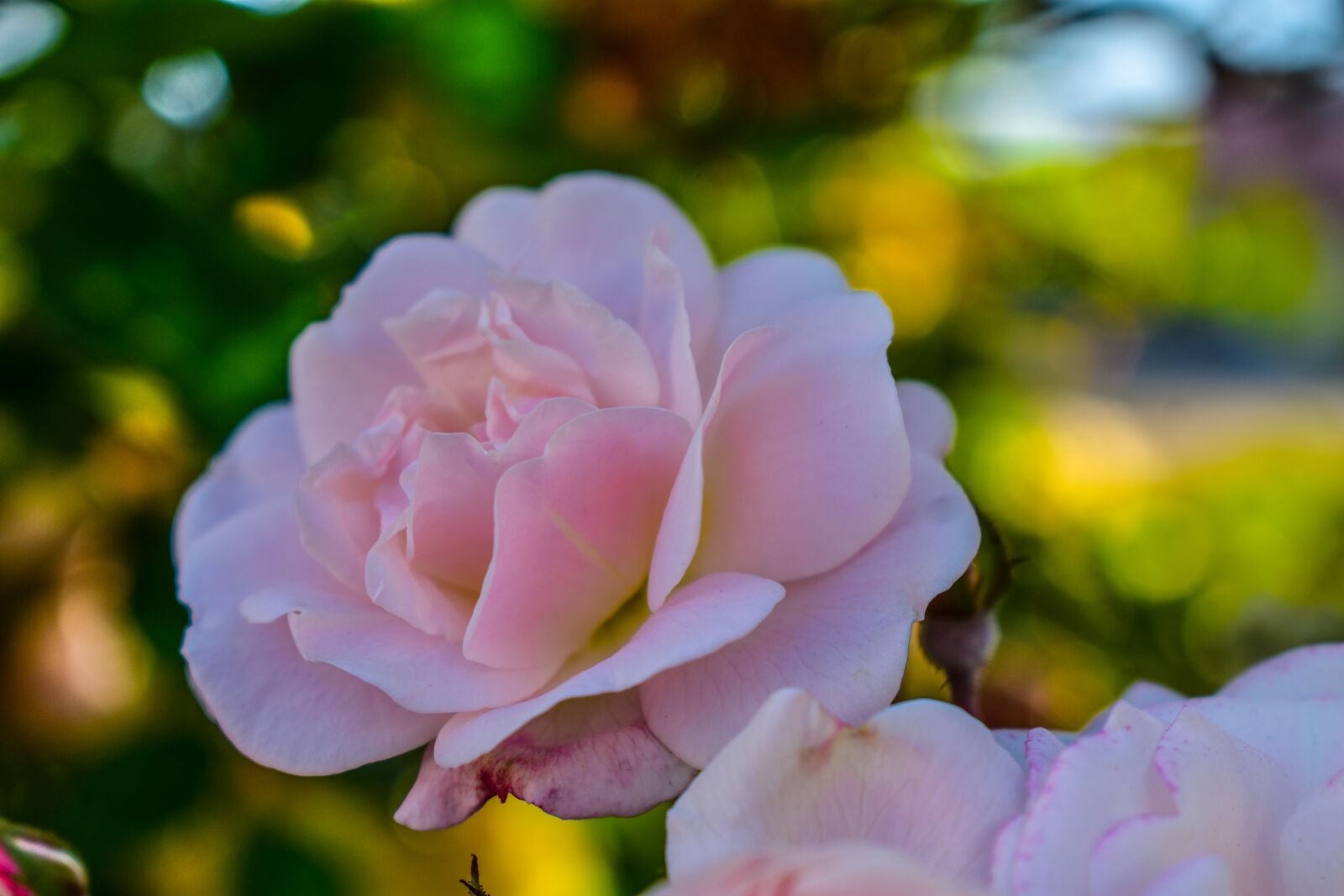 Nikon D3400 sample photo. Rosa, flower, roses photography