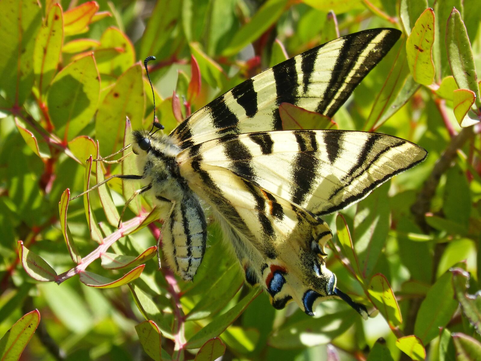 Panasonic DMC-FZ62 sample photo. Polidario, scarce swallowtail, butterfly photography