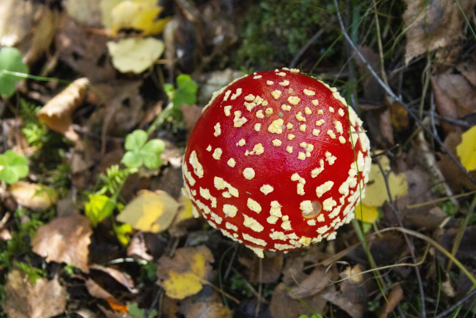 Canon EOS 700D (EOS Rebel T5i / EOS Kiss X7i) + Canon EF-S 18-55mm F3.5-5.6 II sample photo. Fly agaric, forest, signal photography
