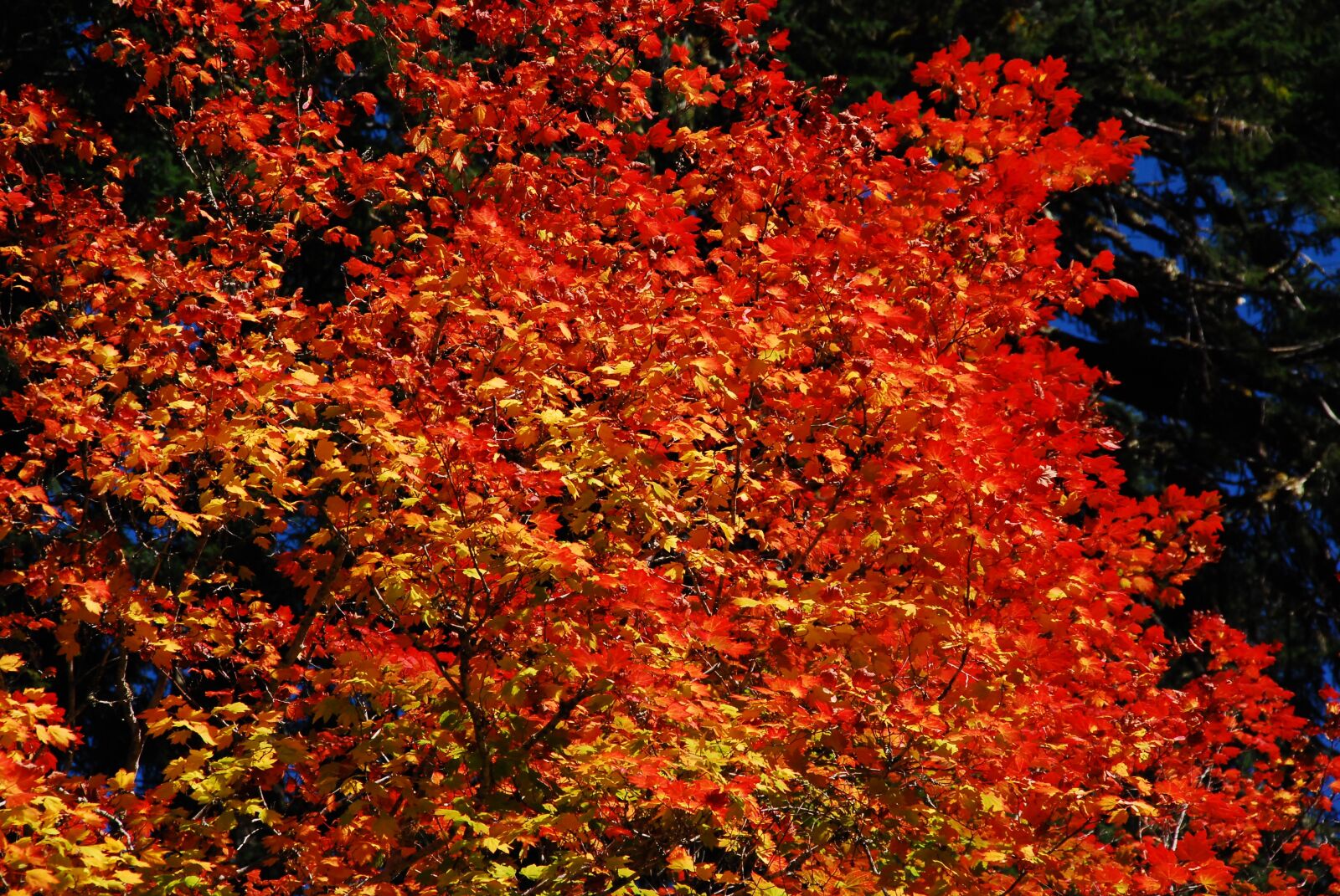 Nikon D80 sample photo. Fall, fall leaves, orange photography