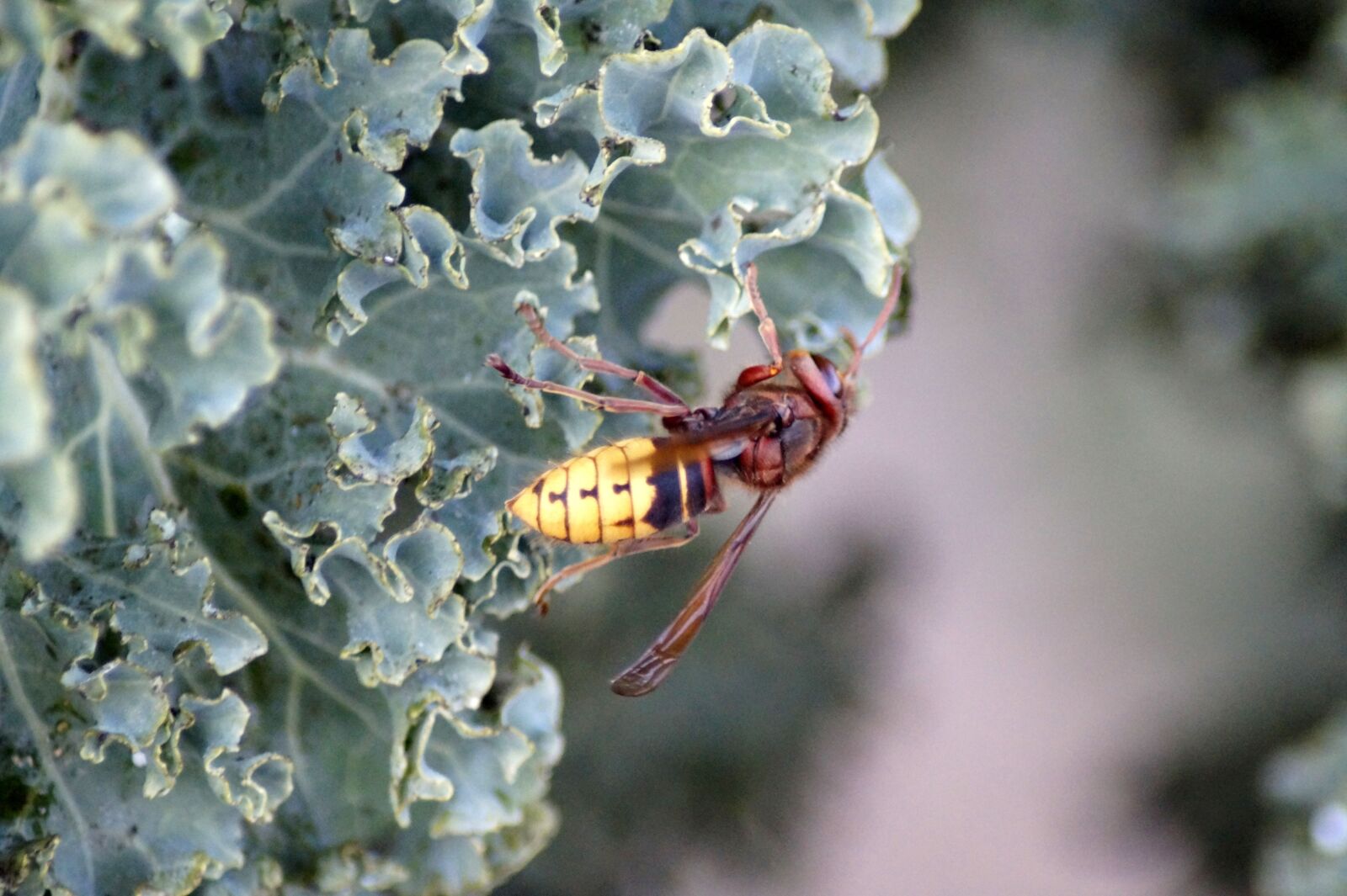 Sony SLT-A58 sample photo. Hornet, vespa crabro, vespidae photography
