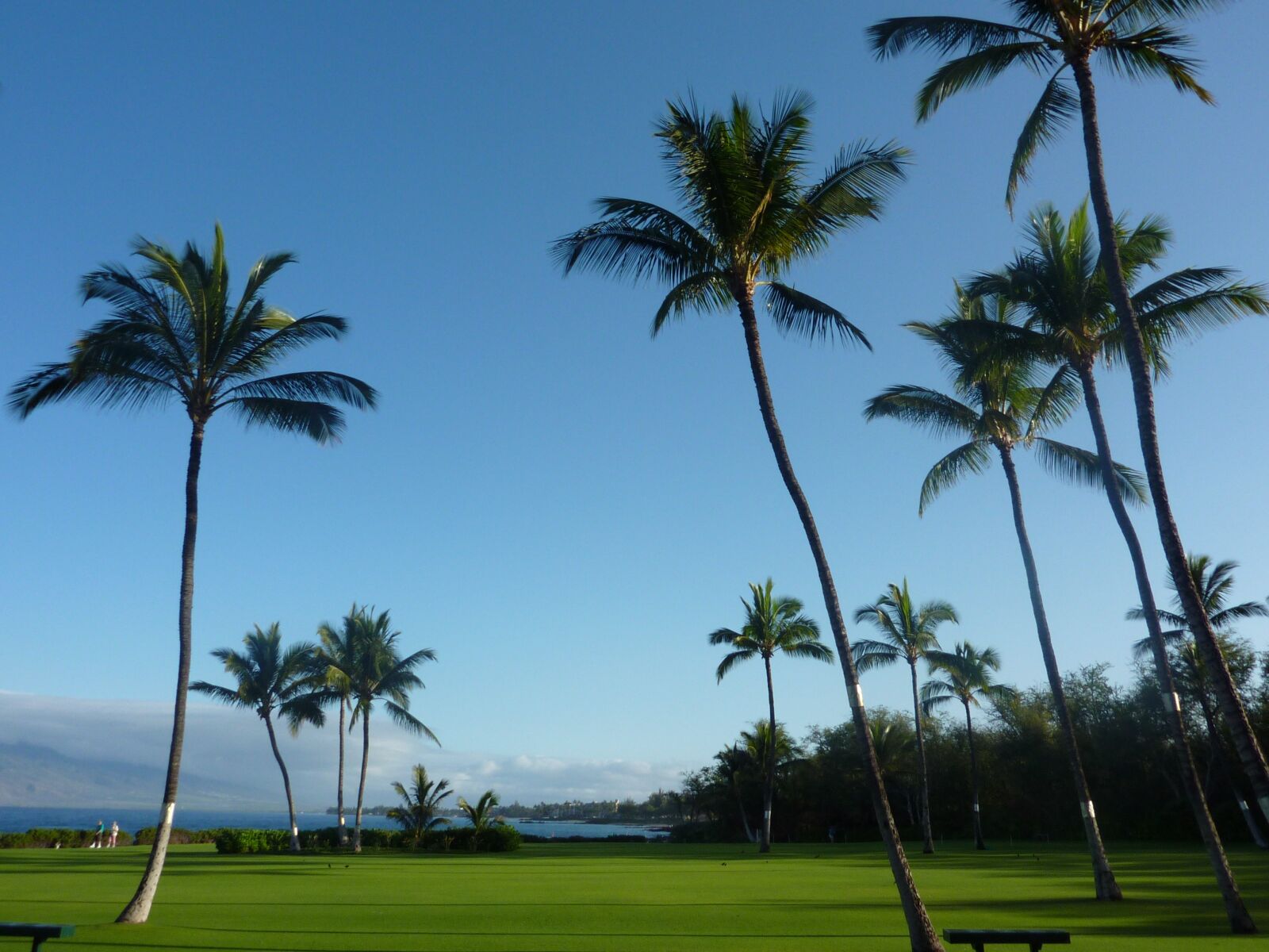 Panasonic DMC-ZS3 sample photo. Palm trees, maui, hawaii photography