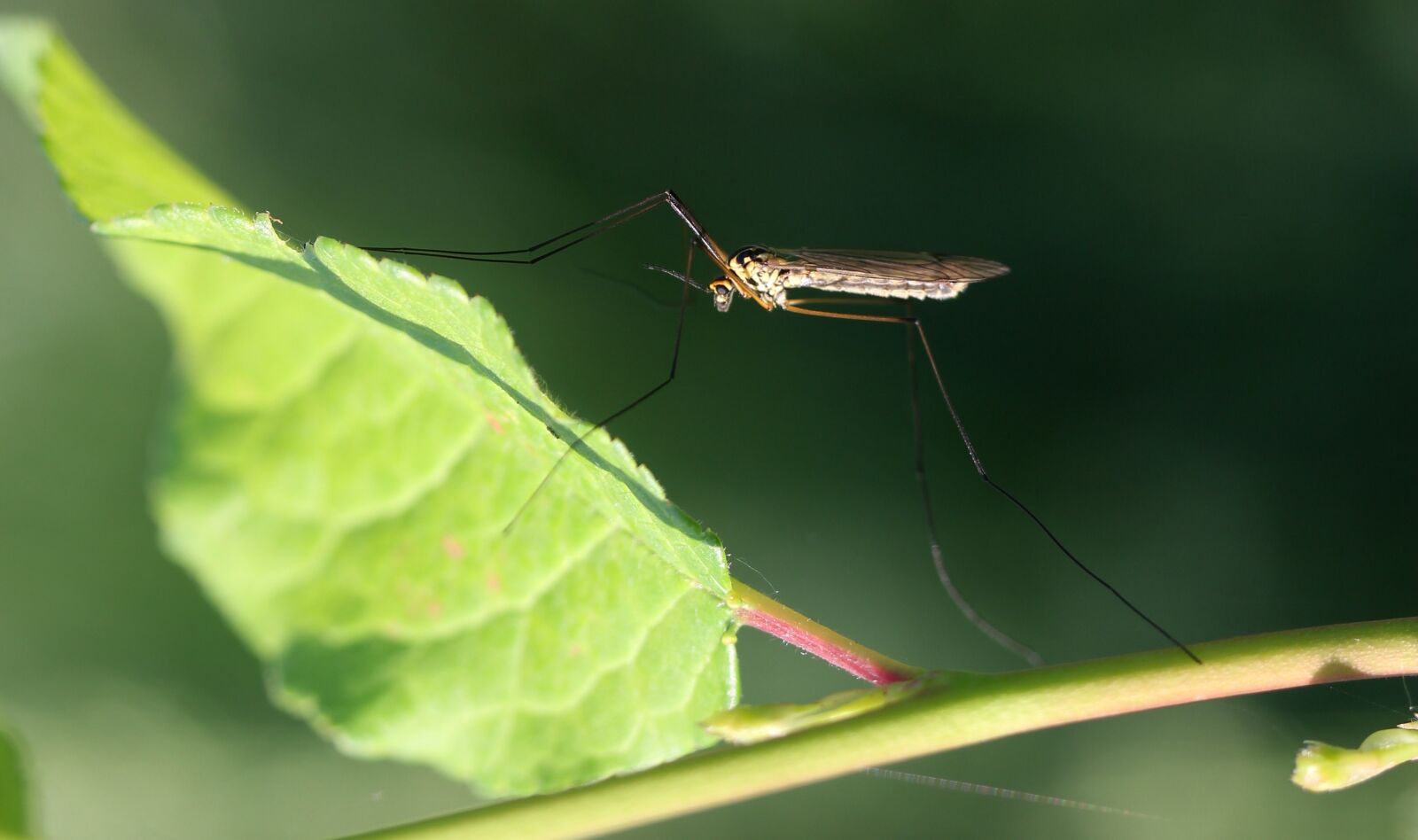 Canon EF-S 60mm F2.8 Macro USM sample photo. Mosquito, insecta, leaf photography