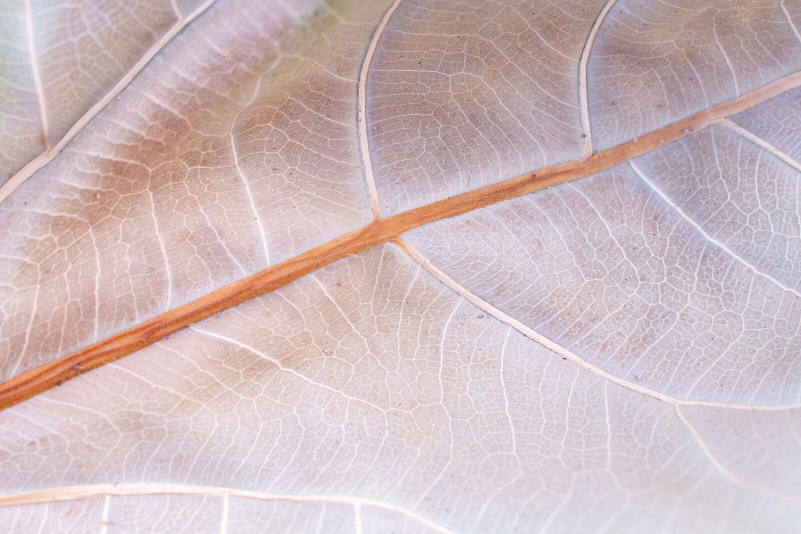 Nikon D7200 sample photo. Sheet, texture, autumn photography