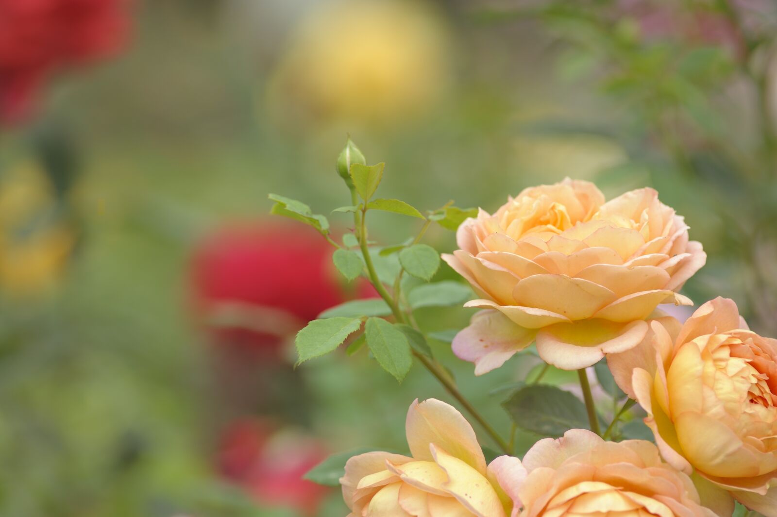 Nikon D700 sample photo. Blooming, rose, flower photography