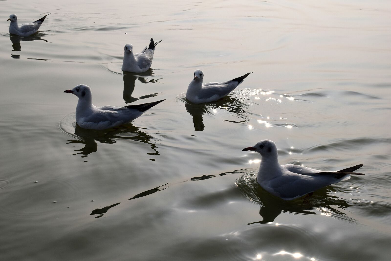 Nikon D3300 sample photo. Seagulls, bird, sea photography