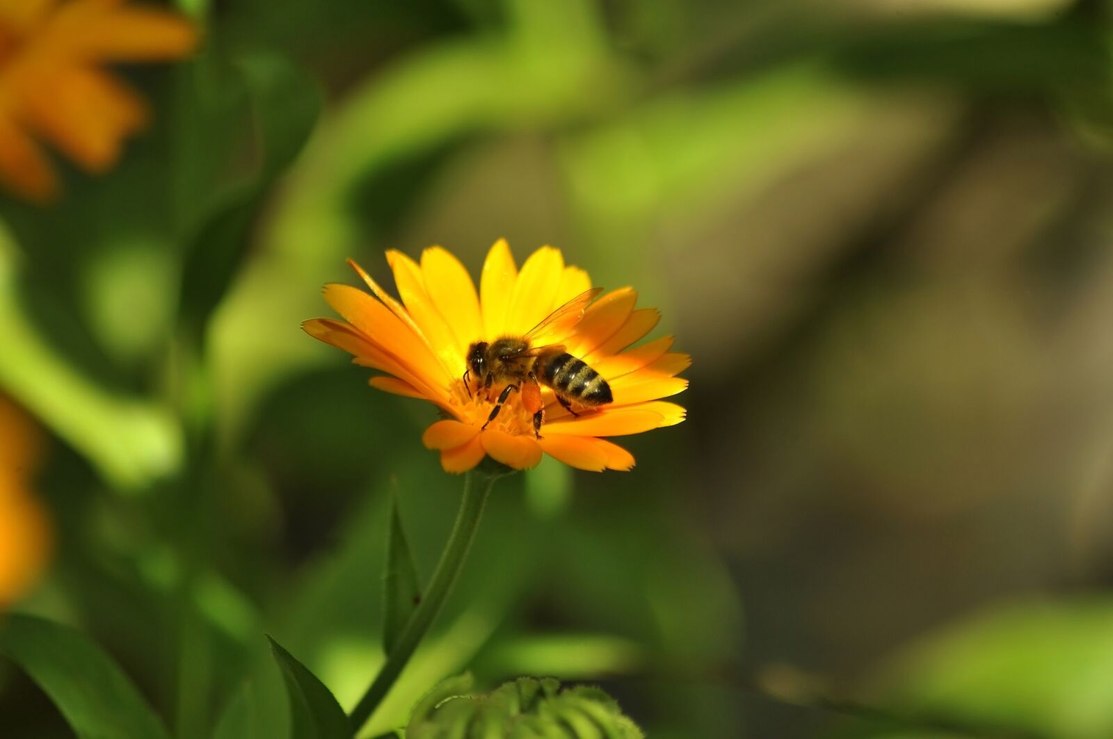 Nikon D90 sample photo. Flower, bee, insect photography