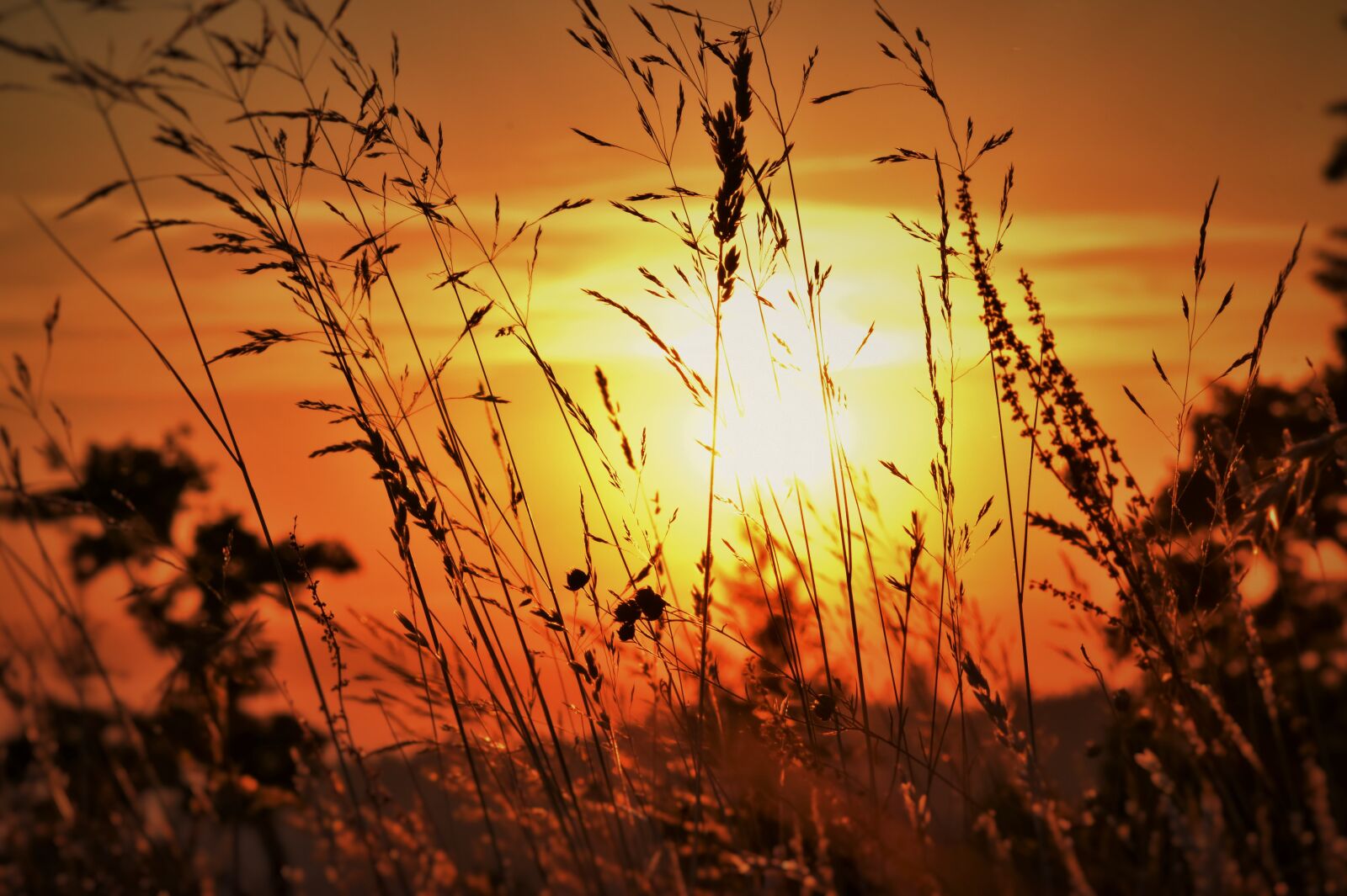 Nikon D5500 sample photo. Oregon, sunset, grass photography