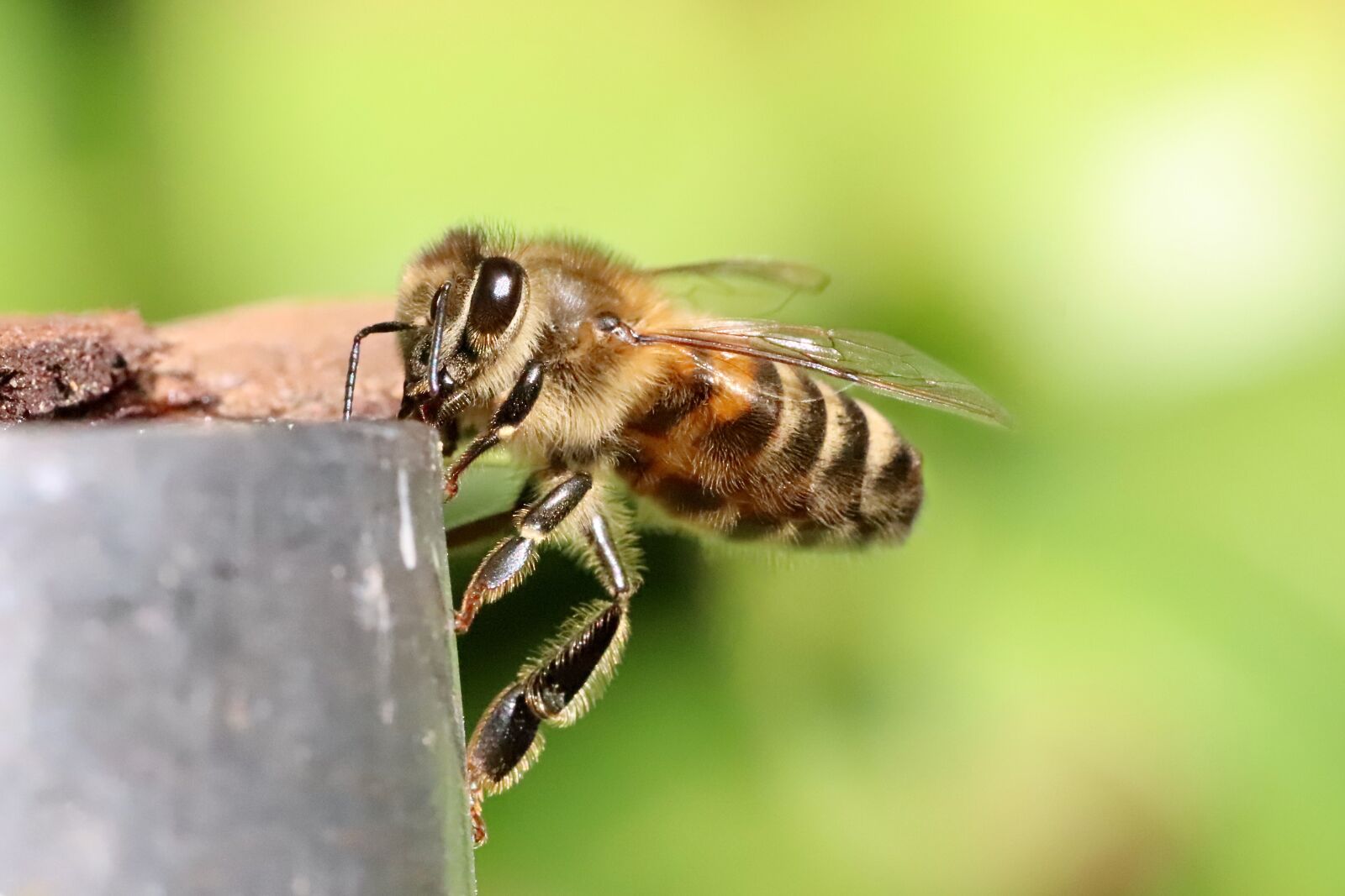 Canon EOS 800D (EOS Rebel T7i / EOS Kiss X9i) sample photo. Bee, insect, honey bee photography