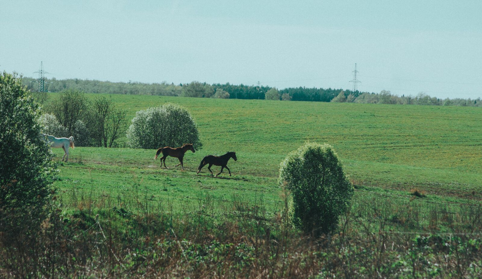 Sony Alpha DSLR-A450 sample photo. Nature, horses, animal photography