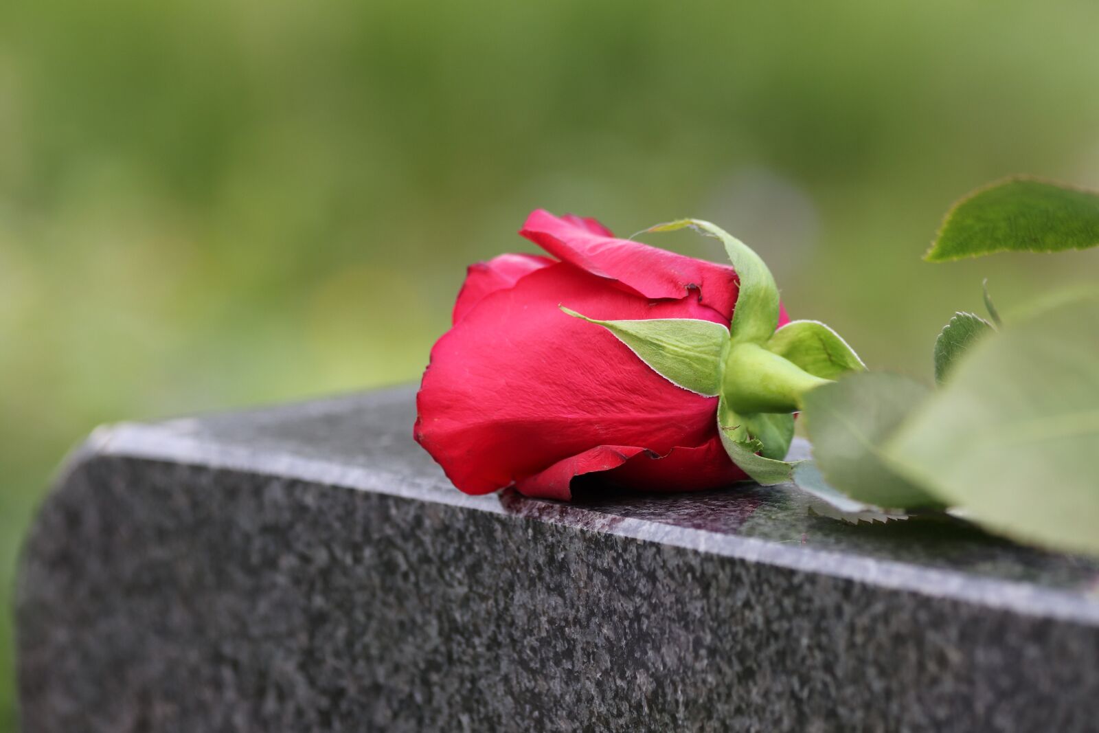 Canon EOS 200D (EOS Rebel SL2 / EOS Kiss X9) sample photo. Single red rose, black photography