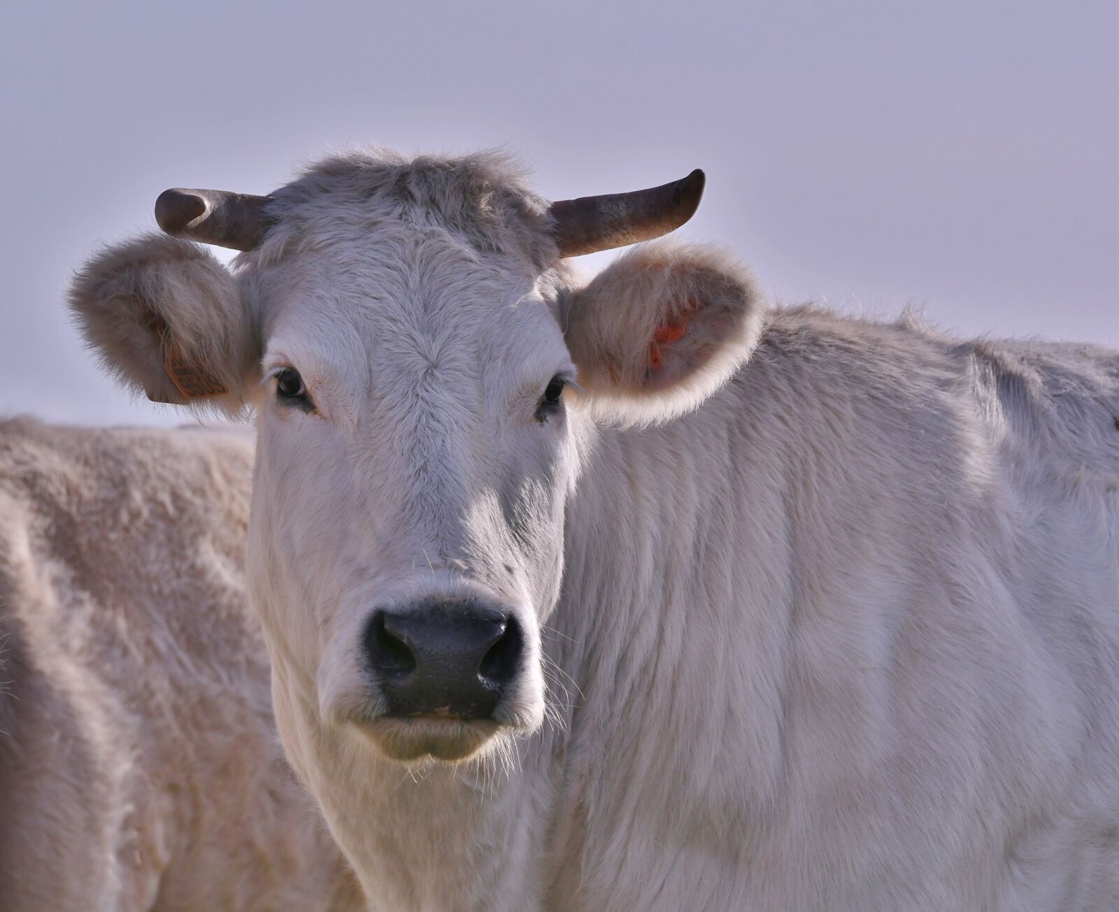 Nikon D500 sample photo. Cow, herkauwer, mammal photography