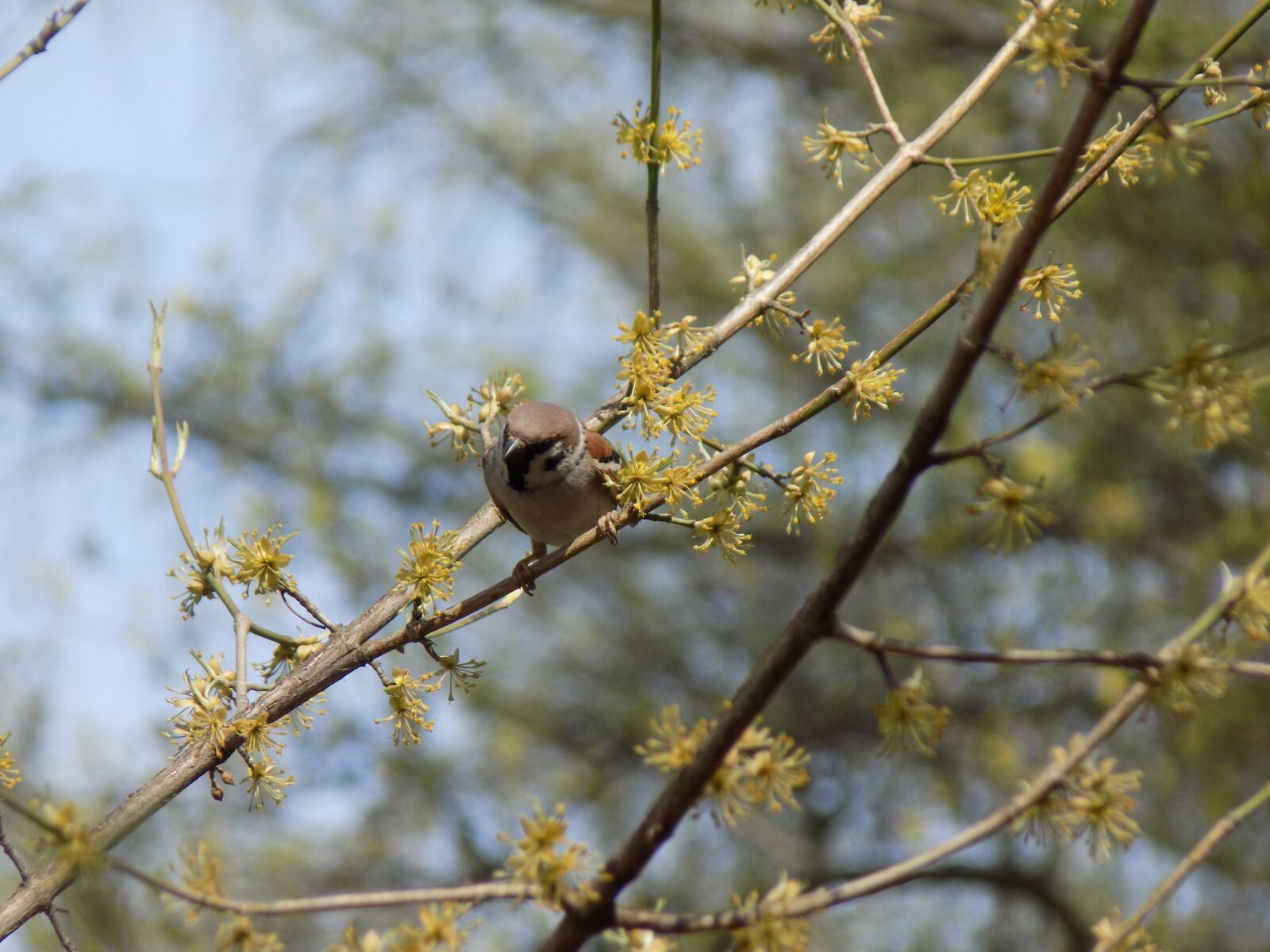 Nikon COOLPIX L330 sample photo. Sparrow, birdie, branch photography