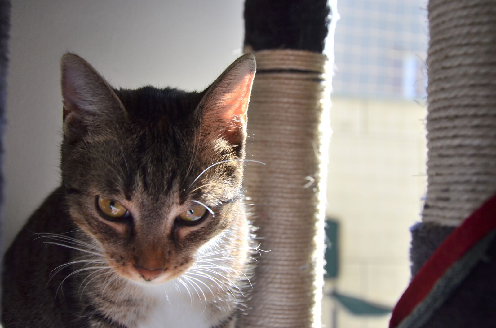 Nikon D5100 sample photo. Cat, animal, closeup photography