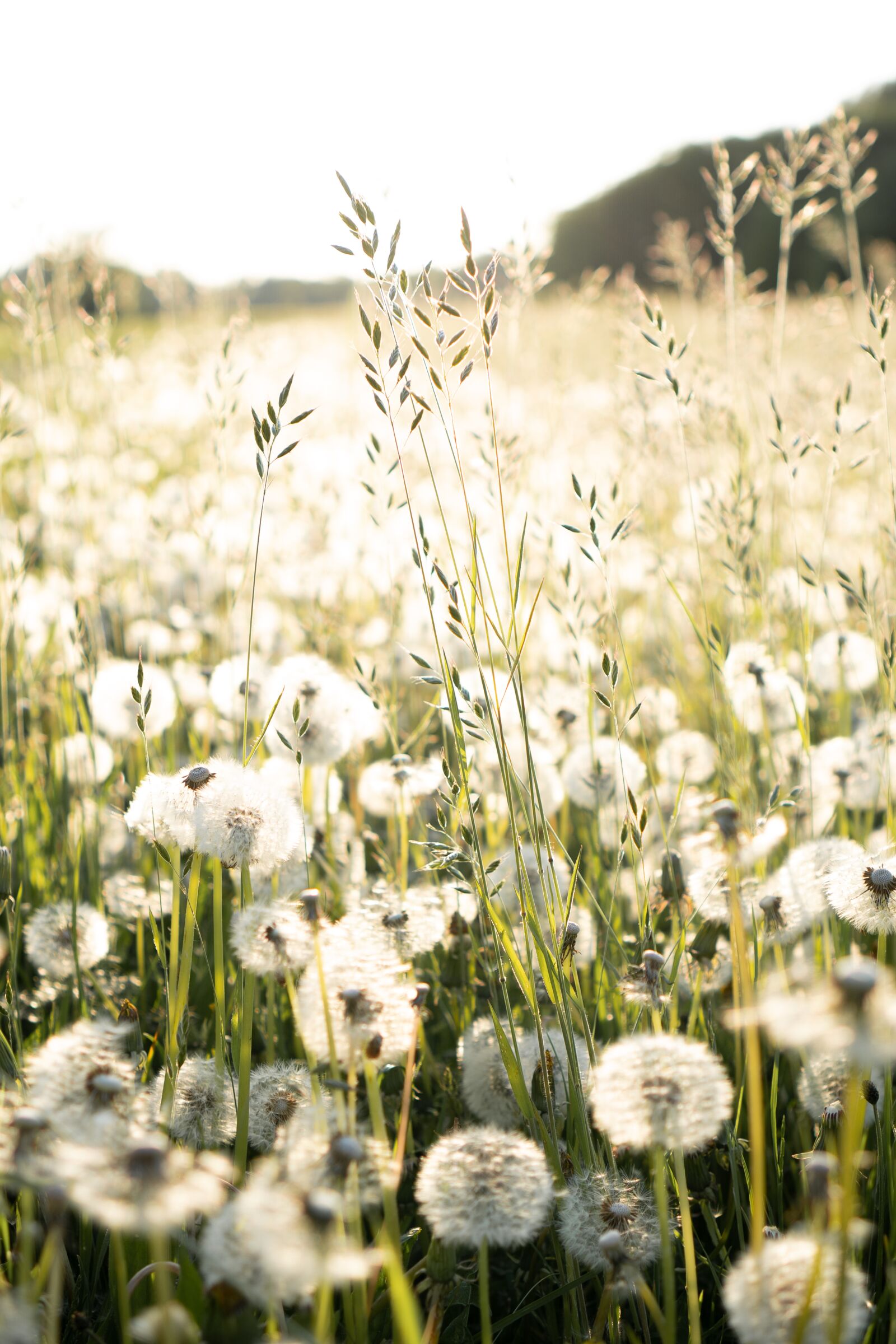 Sony a7 III sample photo. Dandelions, sunset, spring photography