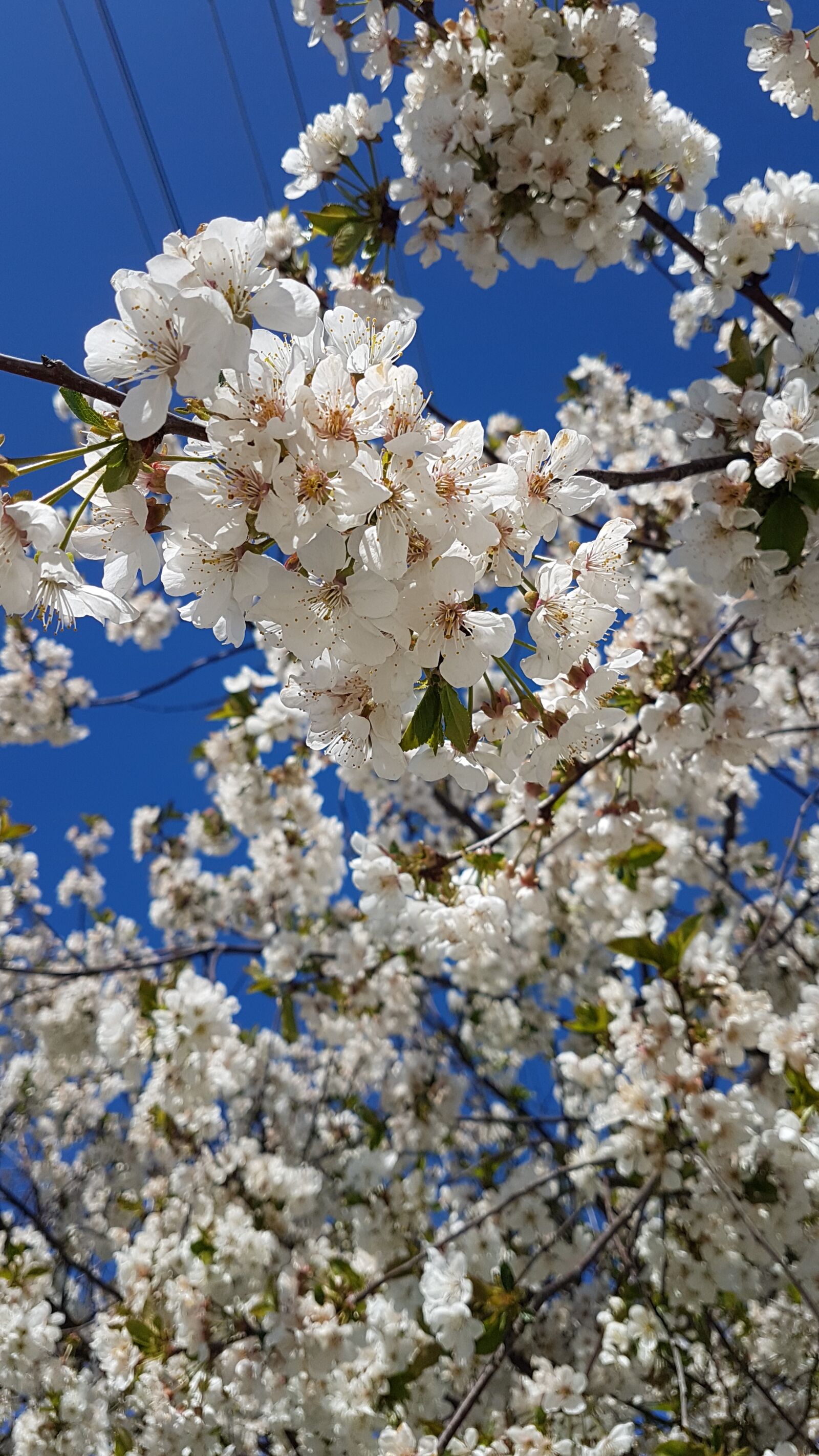 Samsung Galaxy S7 Edge sample photo. Spring, krasnodarskiy kray, cherry photography