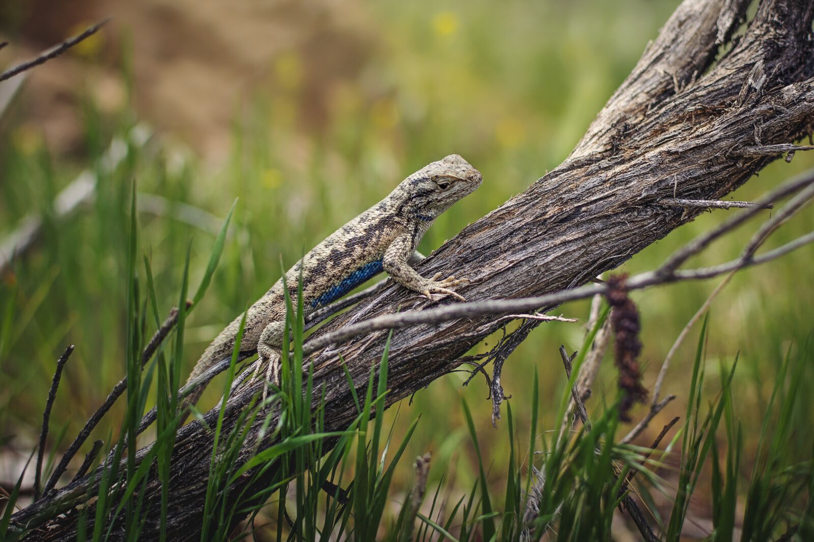 Nikon D7200 sample photo. Lizard, reptile, nature photography