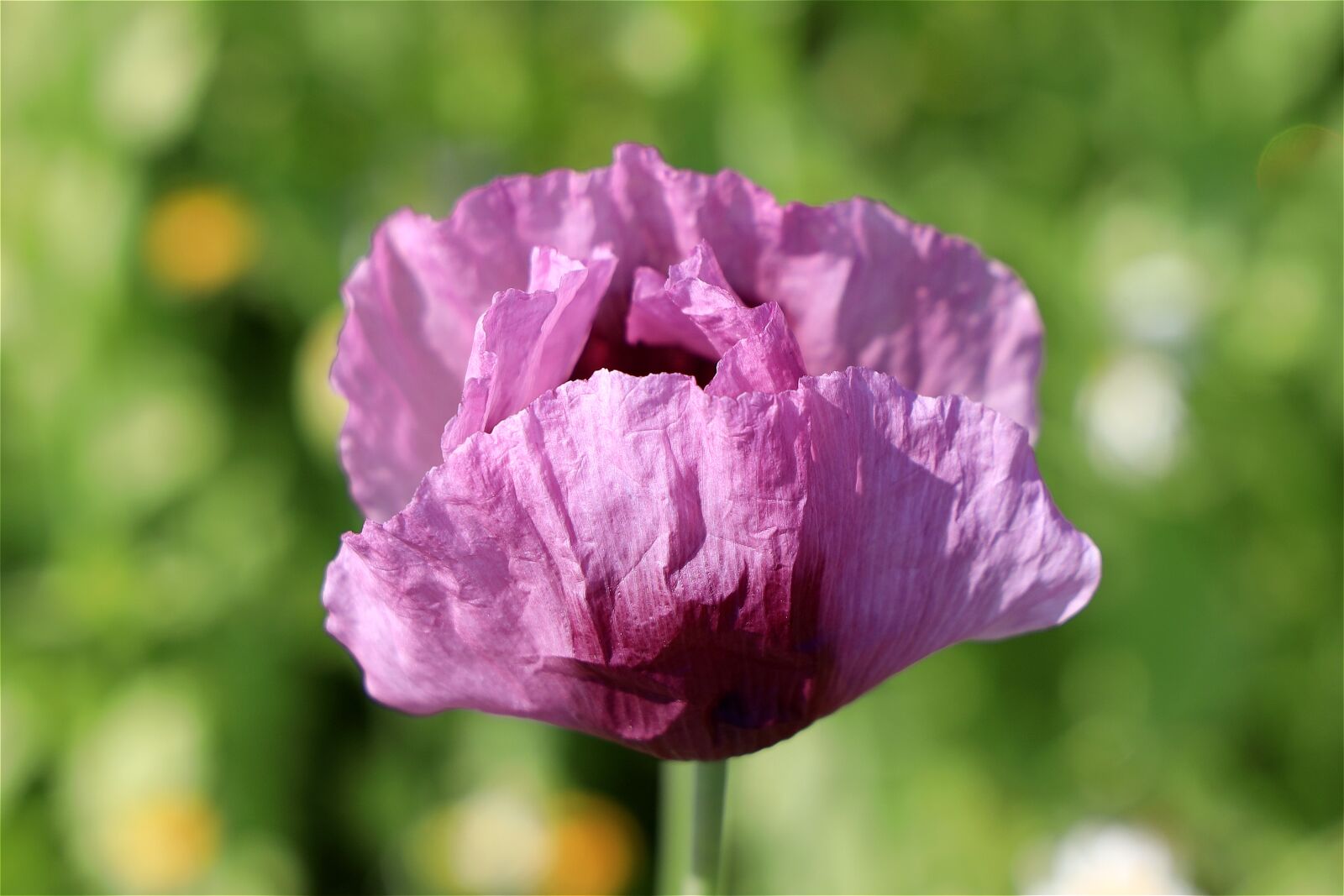 Canon EOS R sample photo. Poppy, poppy flower, blossom photography