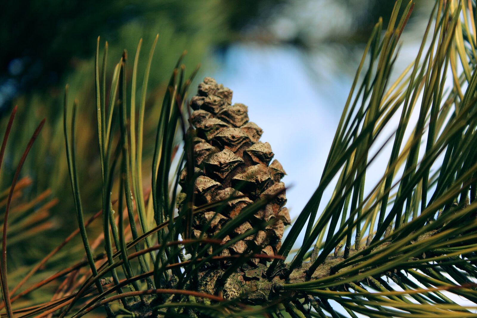 Canon EOS 1200D (EOS Rebel T5 / EOS Kiss X70 / EOS Hi) sample photo. Conifer, tap, tree photography